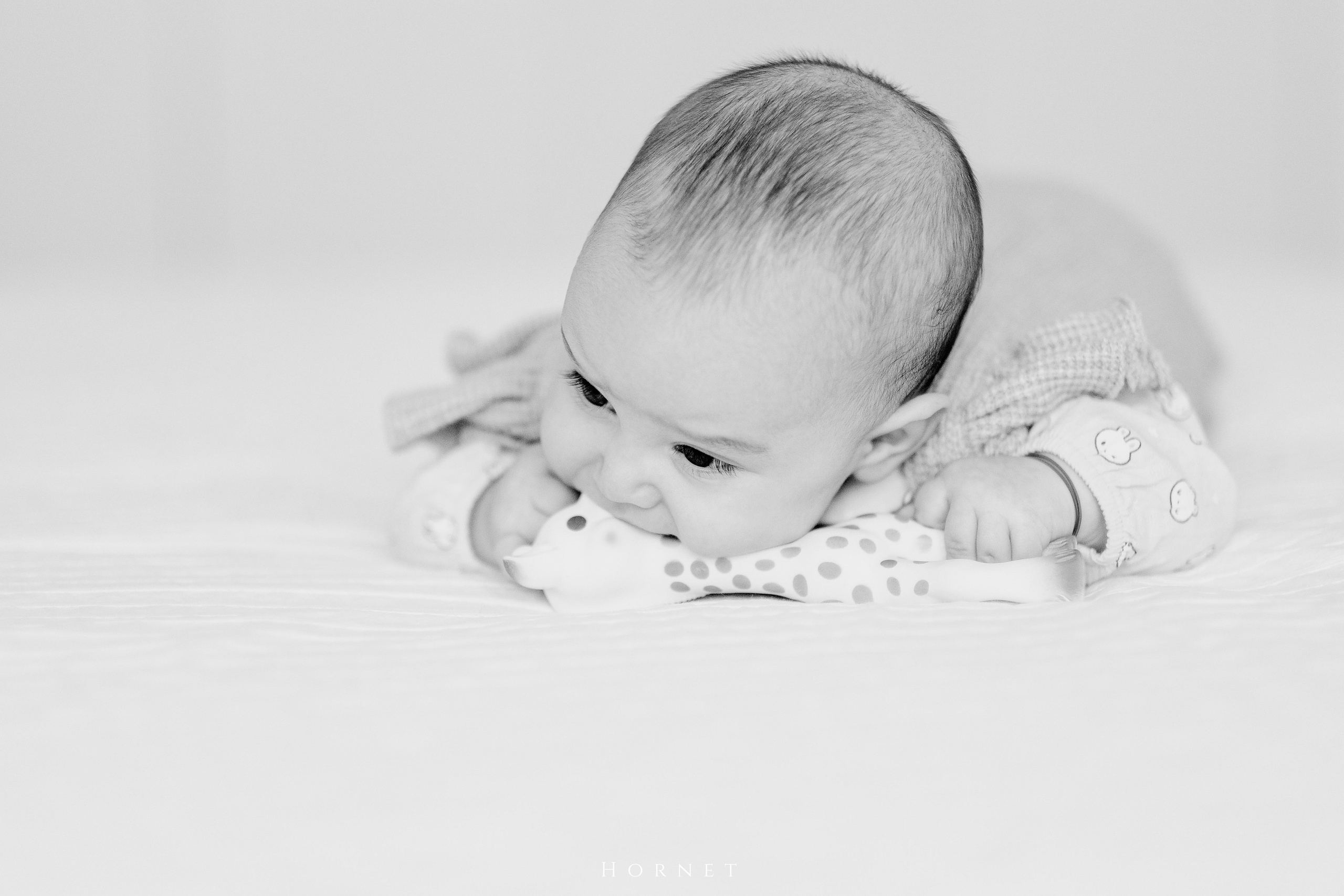Amelia. Hornetart