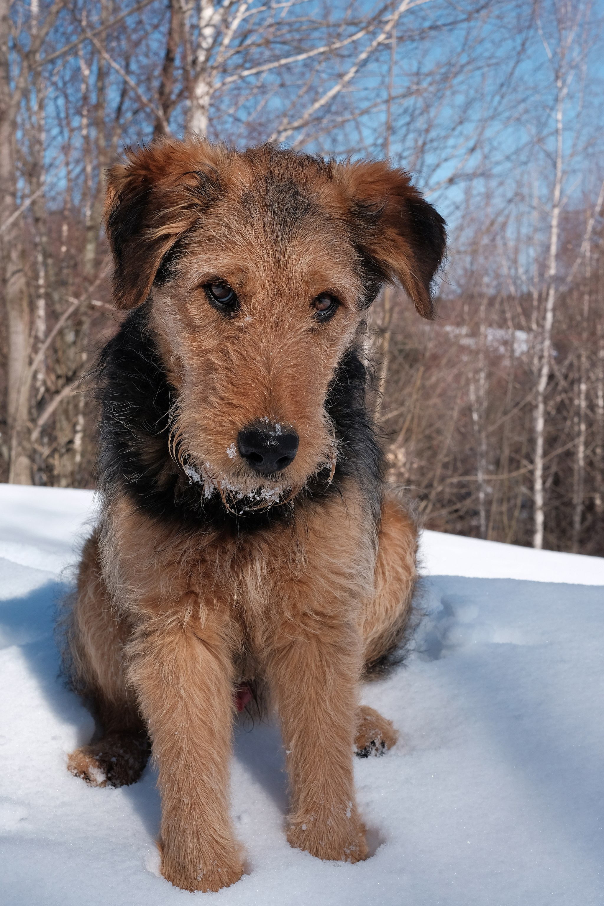 Câini. Pagina principală