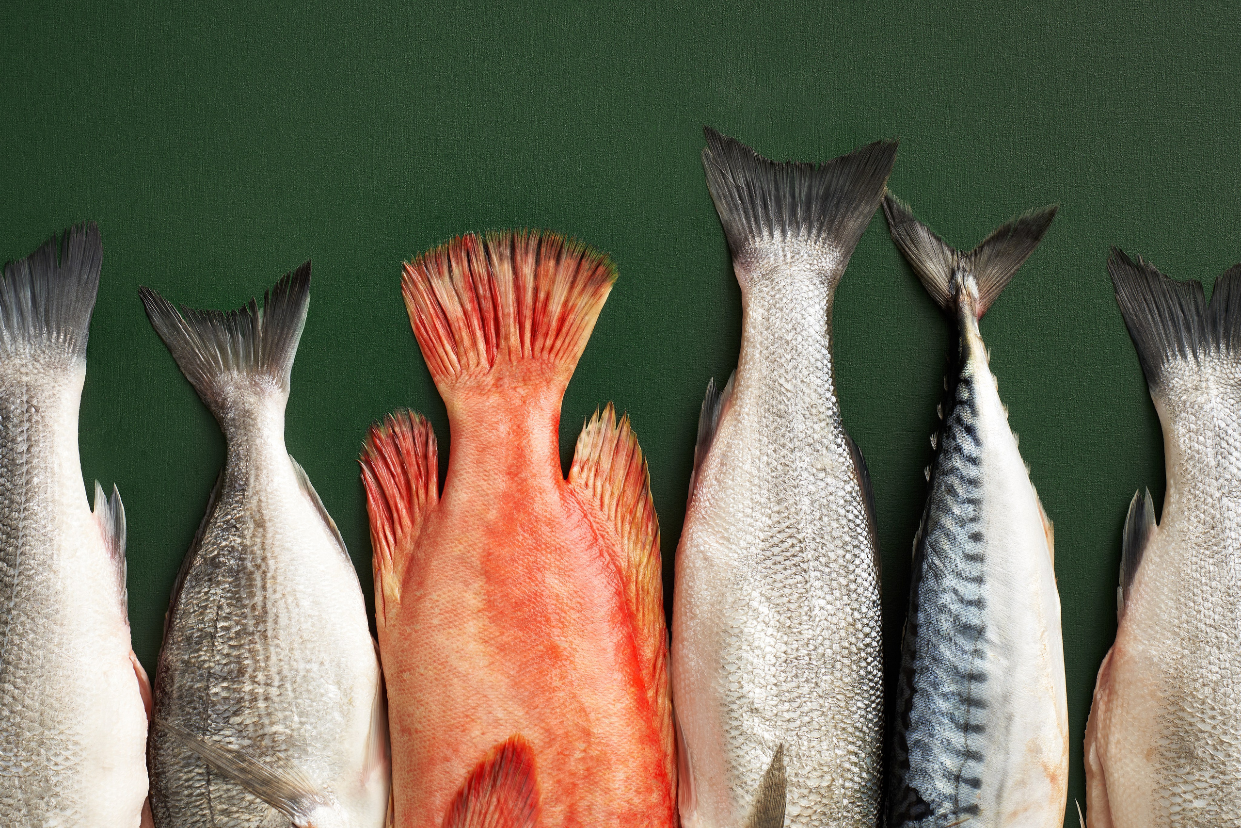 Ēdienu fotogrāfs. Ēdienu fotogrāfs