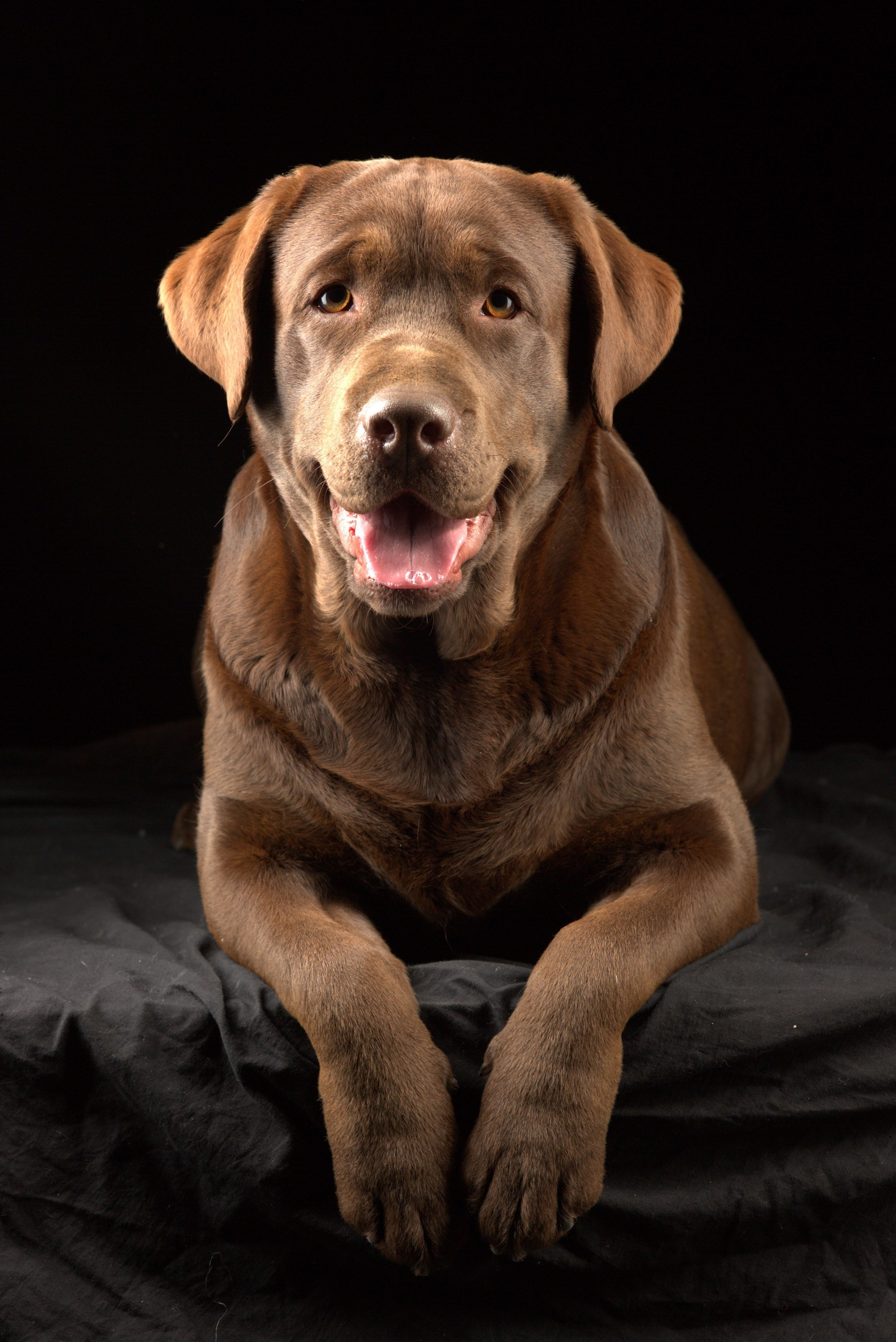 Fanny. Цуценята лабрадор ретривера, Дніпро, Україна