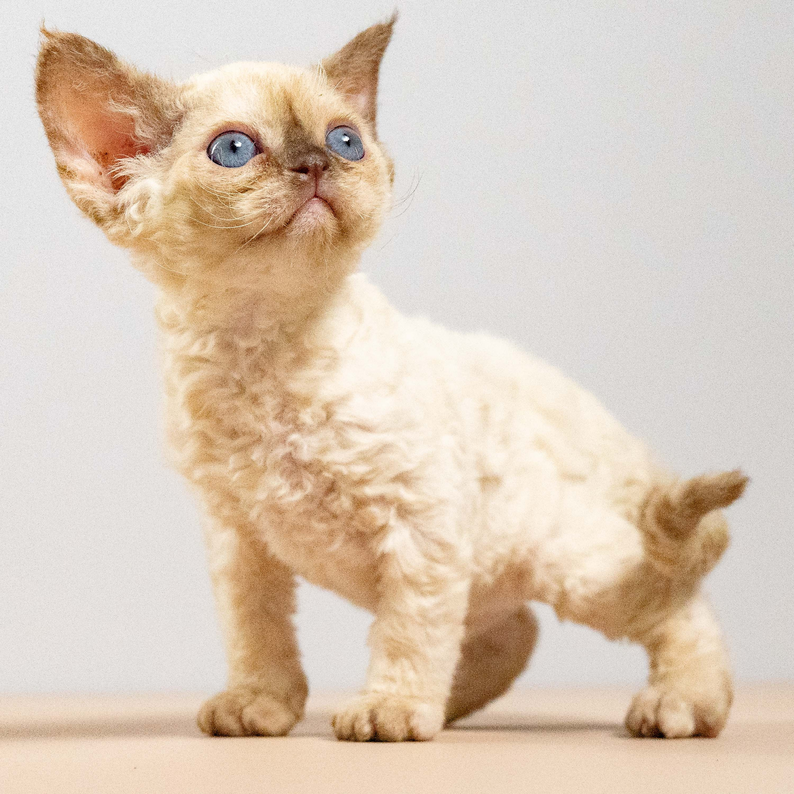 Luna, girl, born 12.20.2025. Devon Rex Pixie Cattery