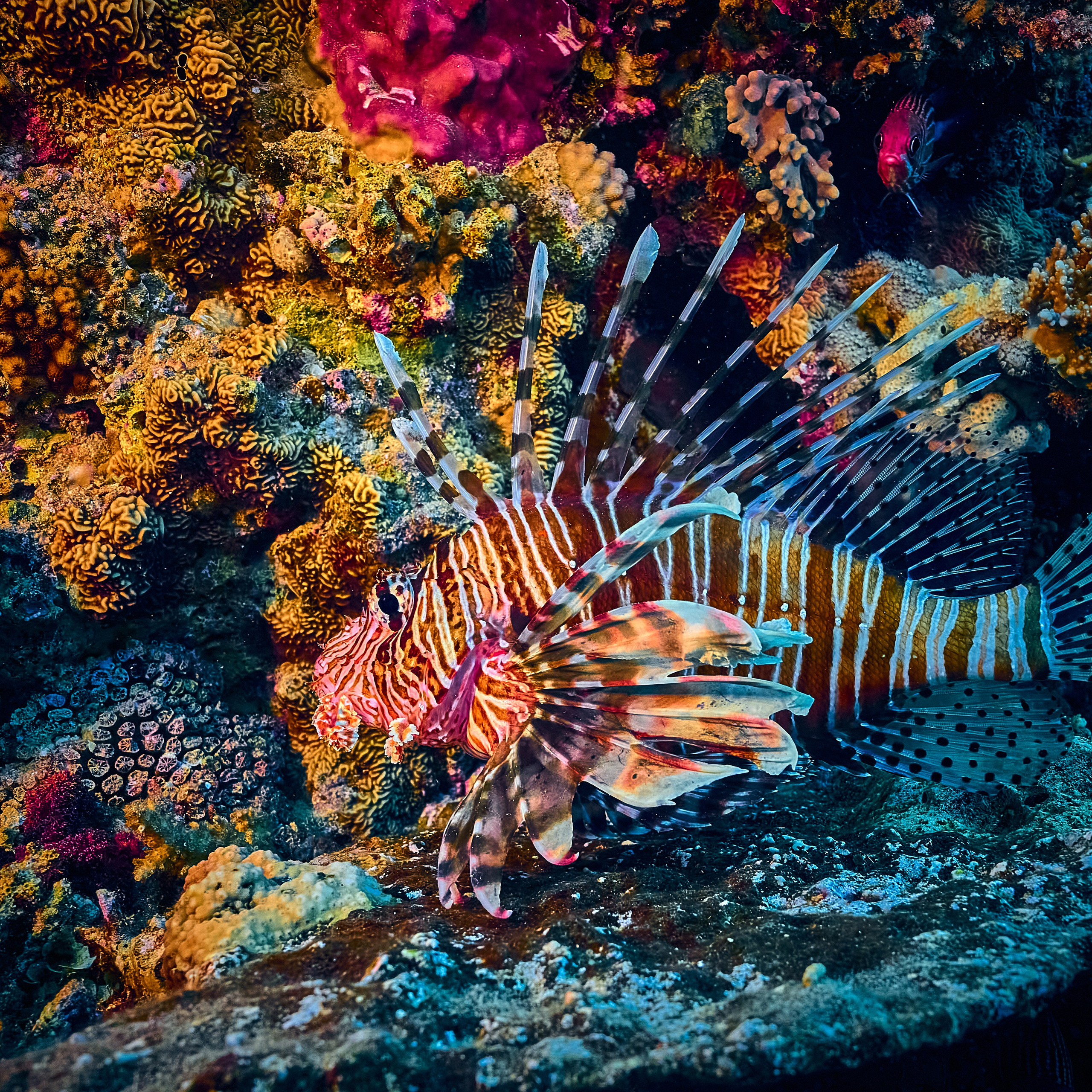 Mieszkańcy mórz. Andriej Szypilow — Photography & Videography