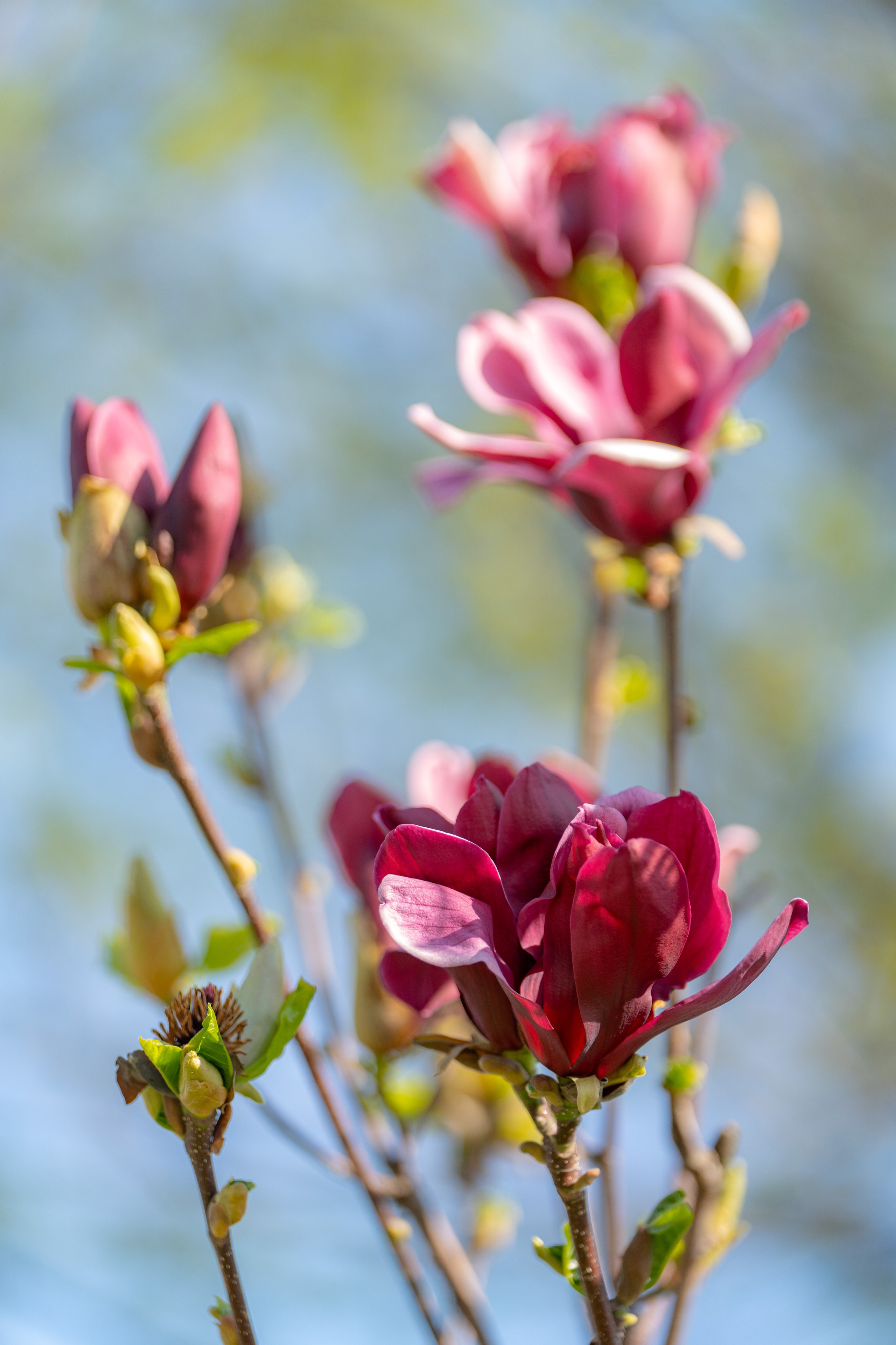 Весенний вайб Ташкента. Георгий Намазов | Фотограф в Ташкенте