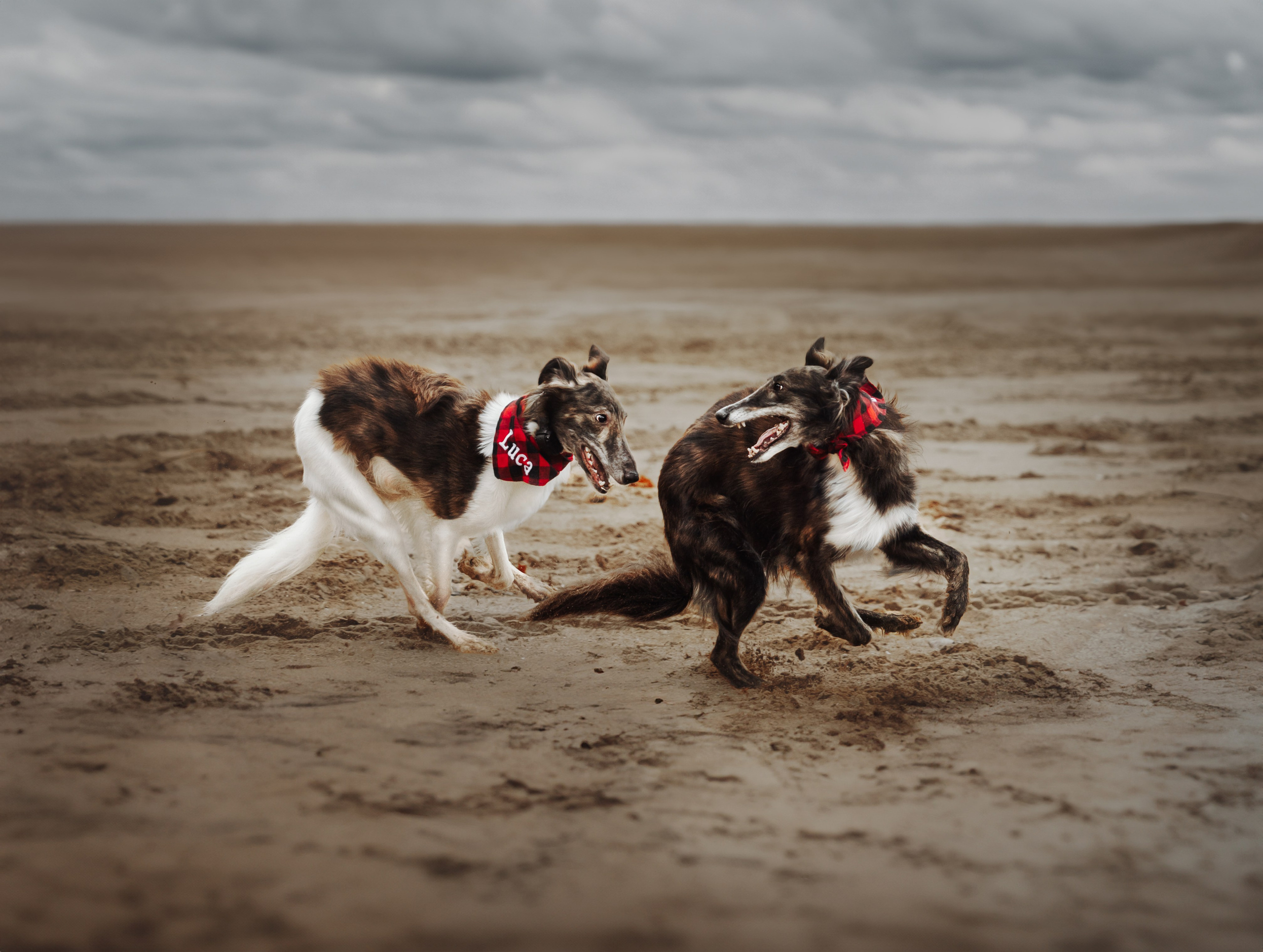 Luca, Oren & Mia. Pet Photographer Viktoriya Aleshenko