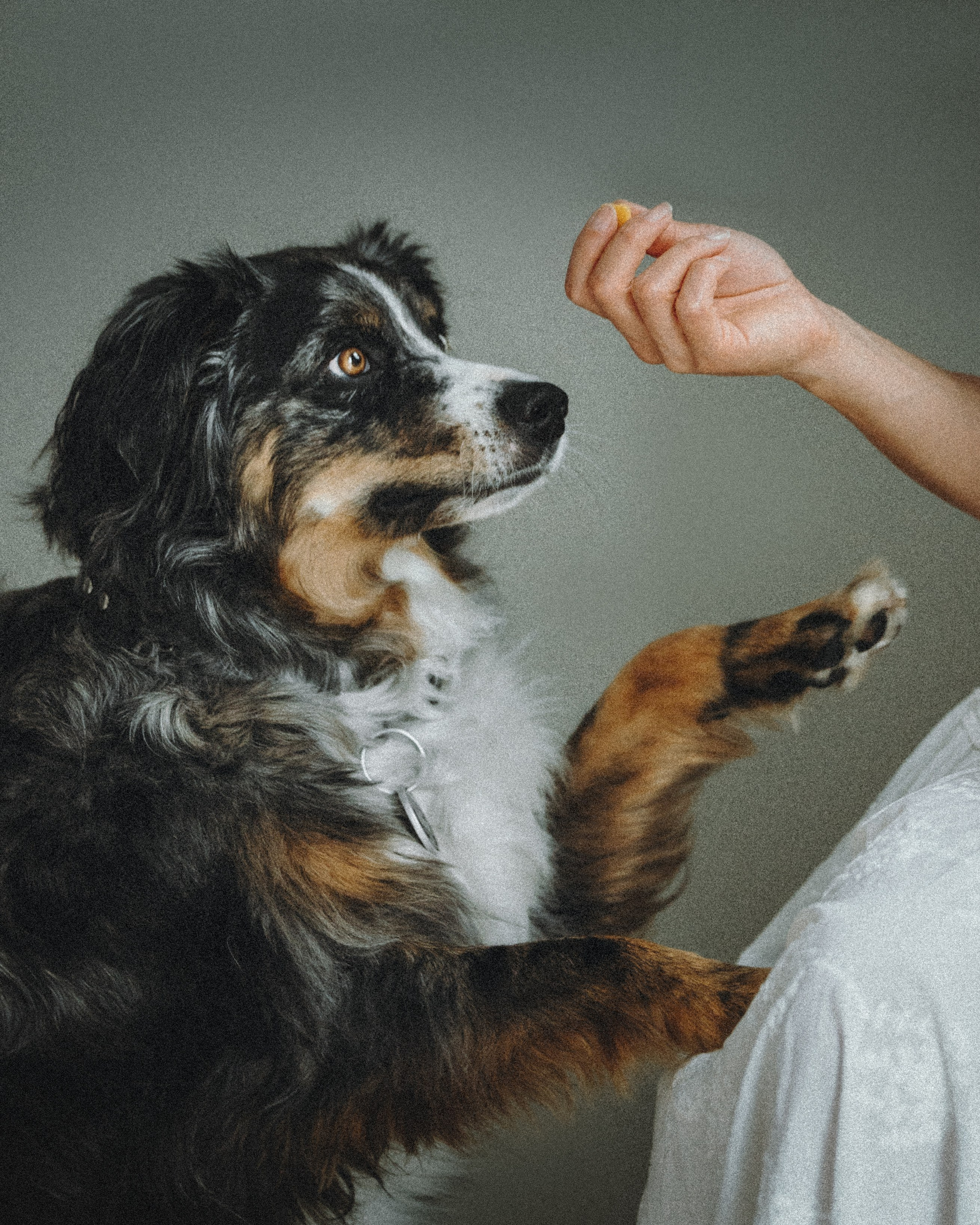 Aspen & Viktoriya. Pet Photographer Viktoriya Aleshenko