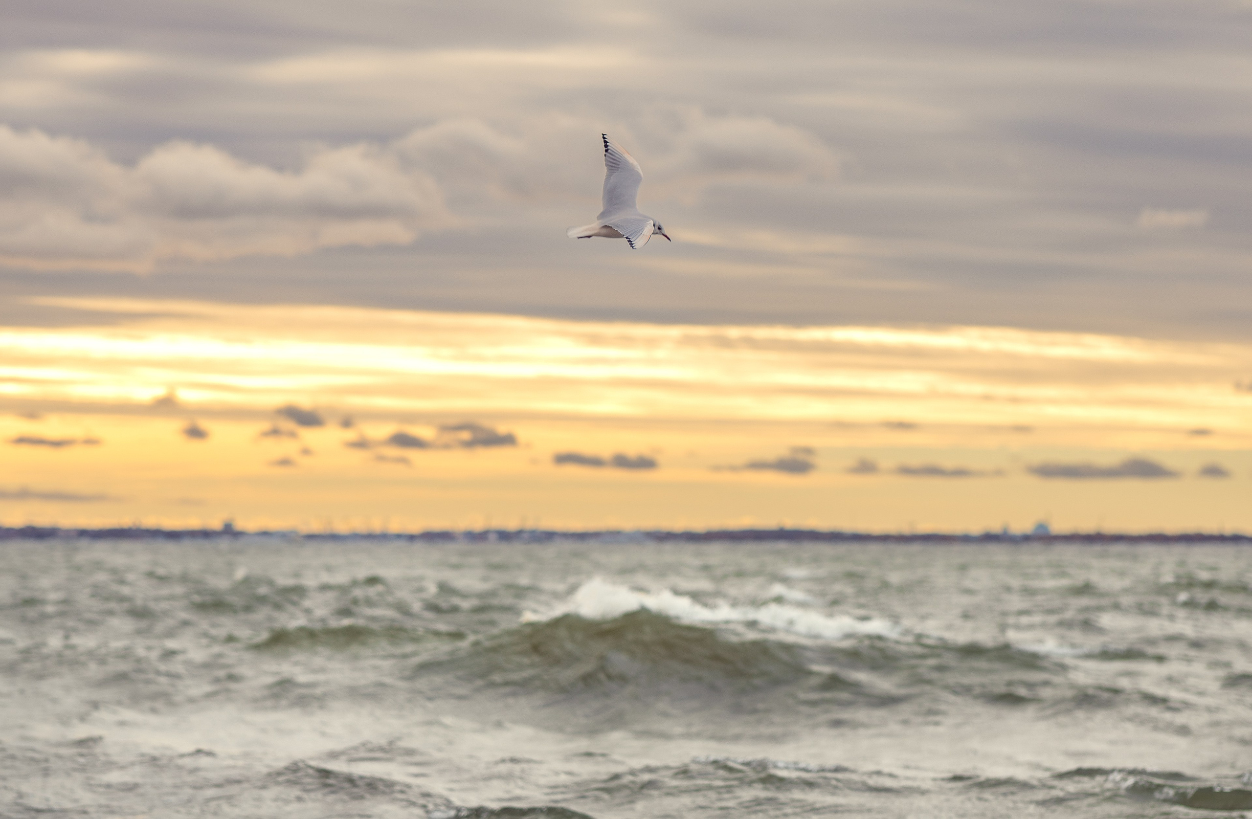 Street Photography. Portree- ja perefotograaf Anton Hansen Tallinnas, Eestis