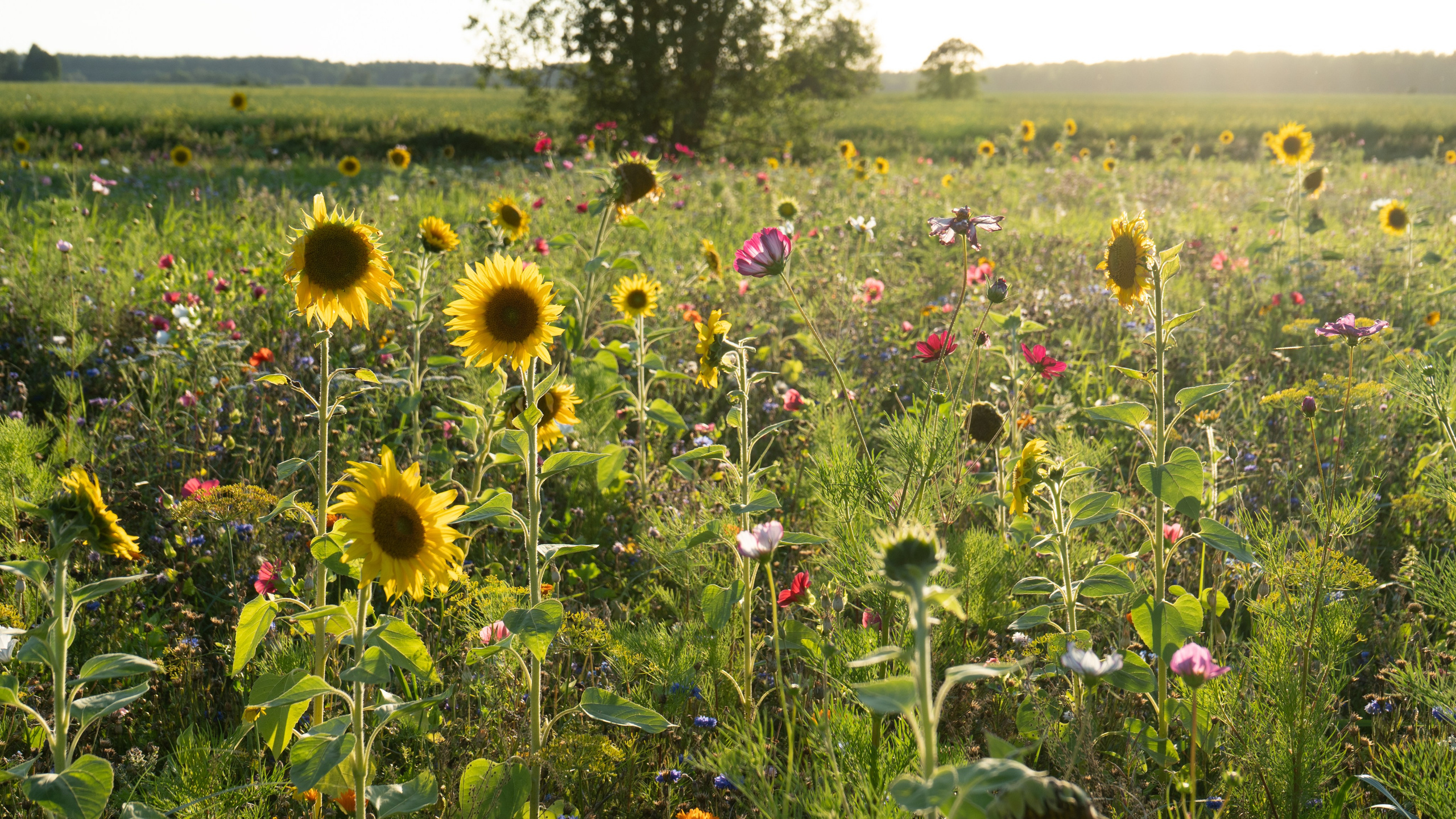 Whispers of Estonia. Photography | Videography | Marketing