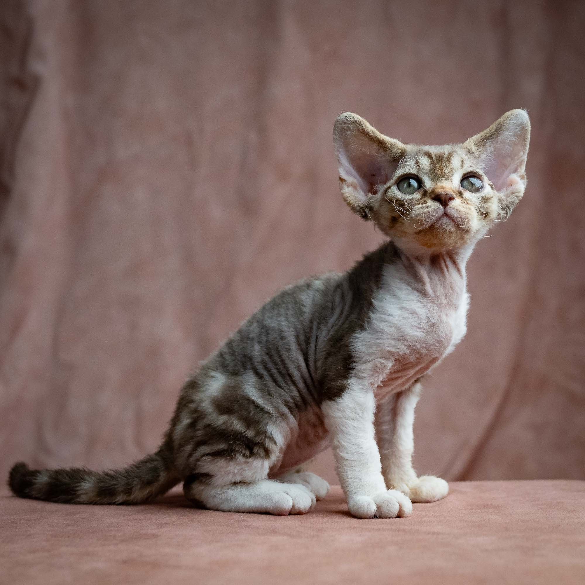 Simon, boy, born 05.15.26. Devon Rex Pixie Cattery