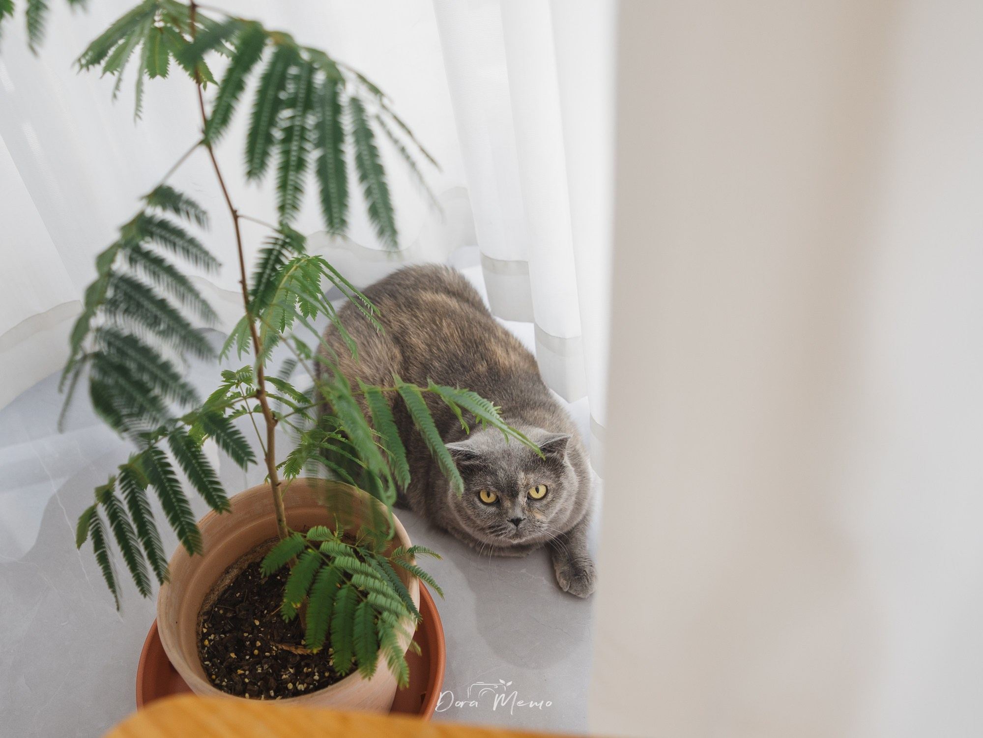 Shanghai Maternity Photographer — At-Home Pregnancy Photos with Cats