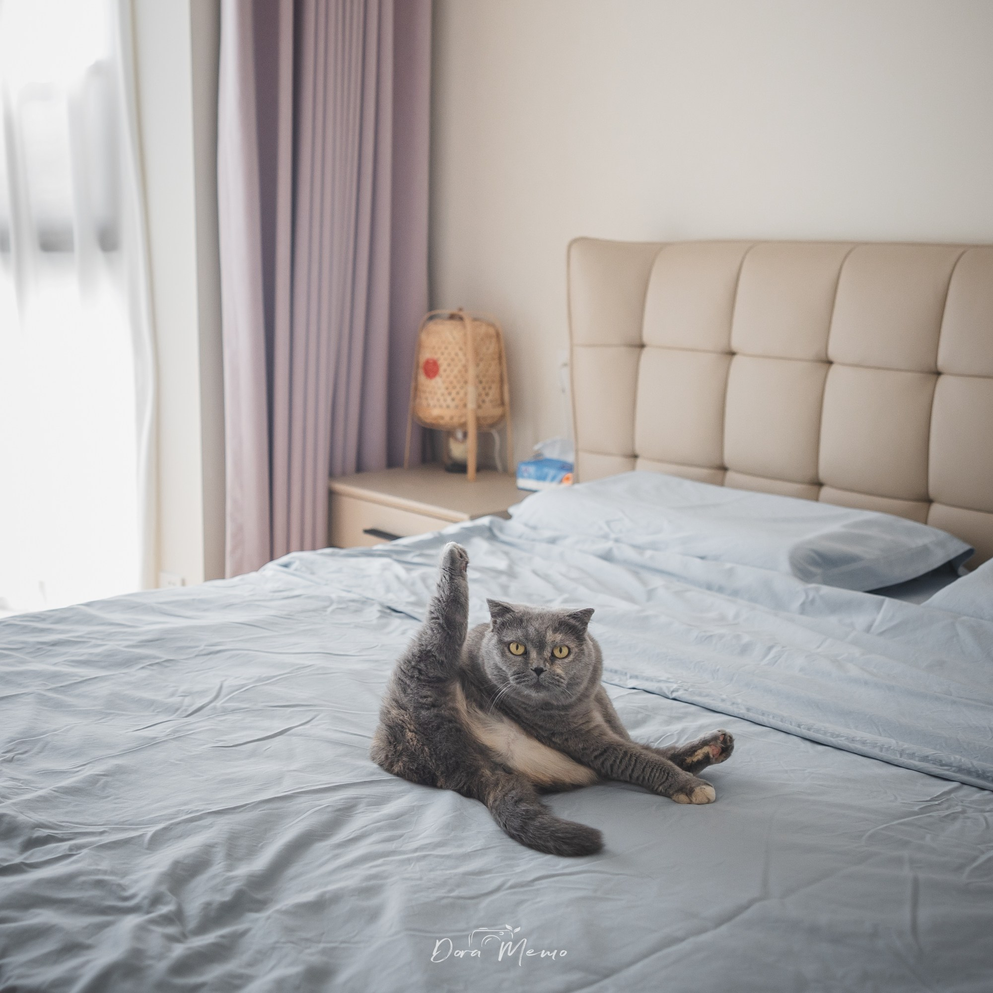 Shanghai Maternity Photographer — At-Home Pregnancy Photos with Cats