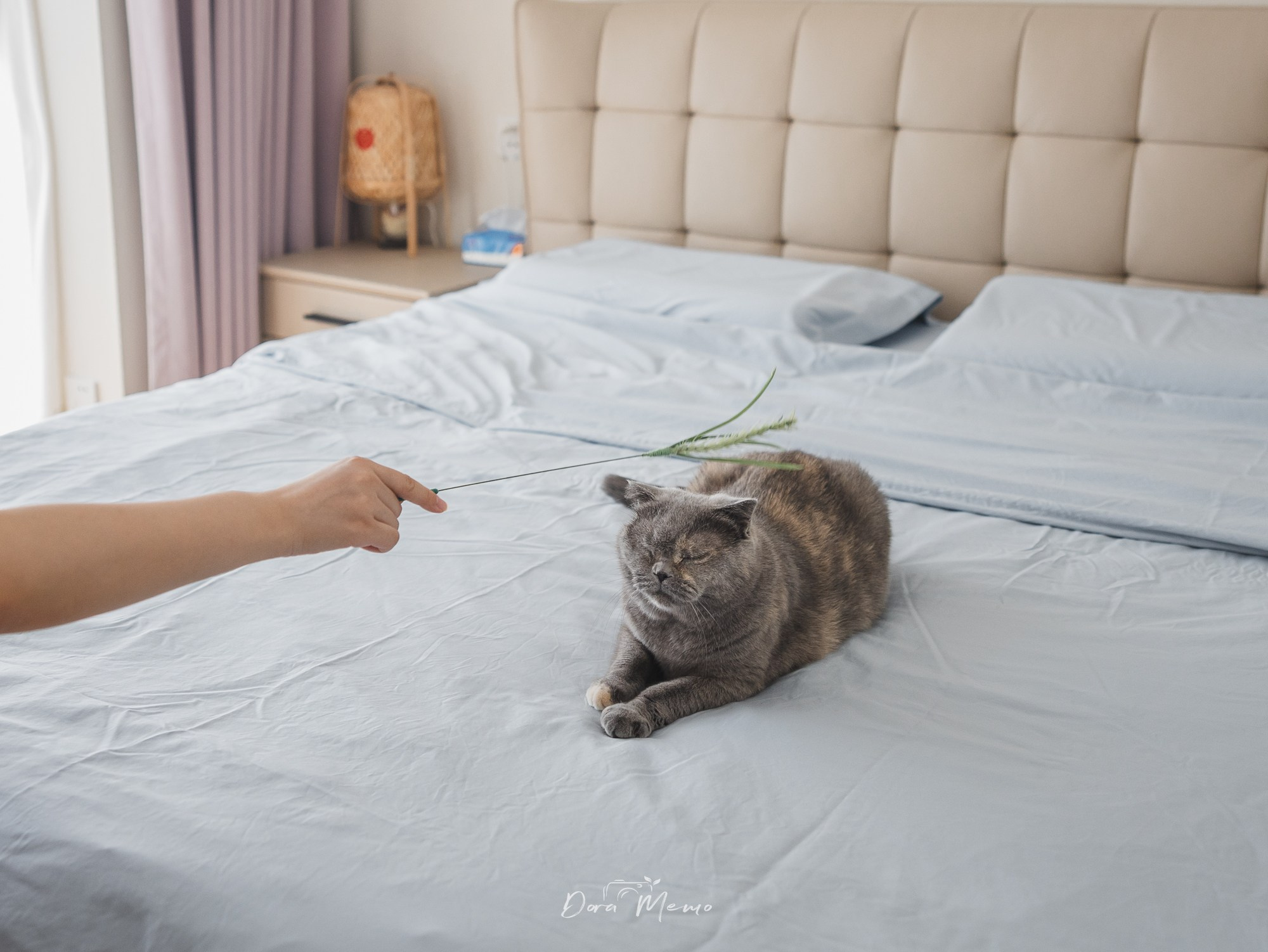 Shanghai Maternity Photographer — At-Home Pregnancy Photos with Cats