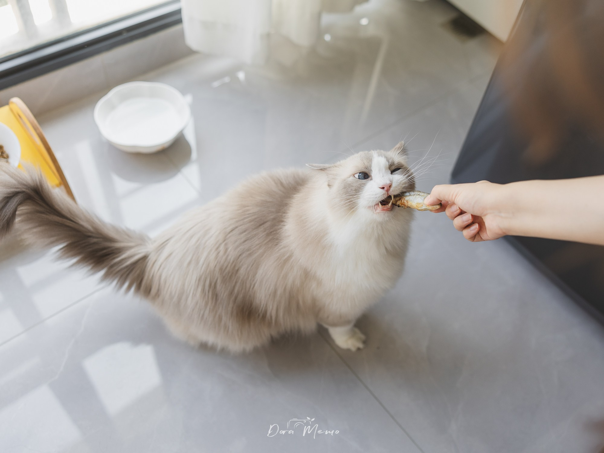 Shanghai Maternity Photographer — At-Home Pregnancy Photos with Cats