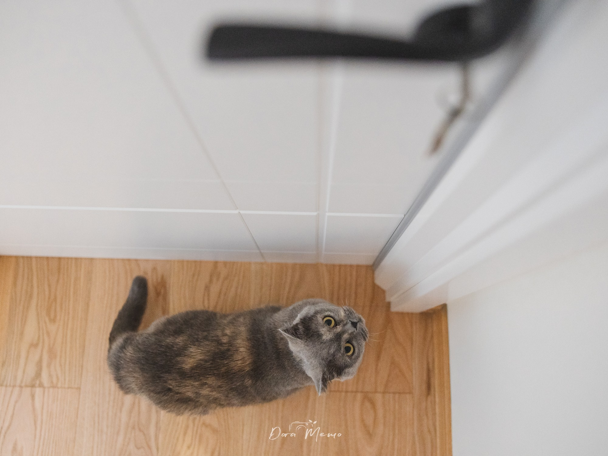 Shanghai Maternity Photographer — At-Home Pregnancy Photos with Cats