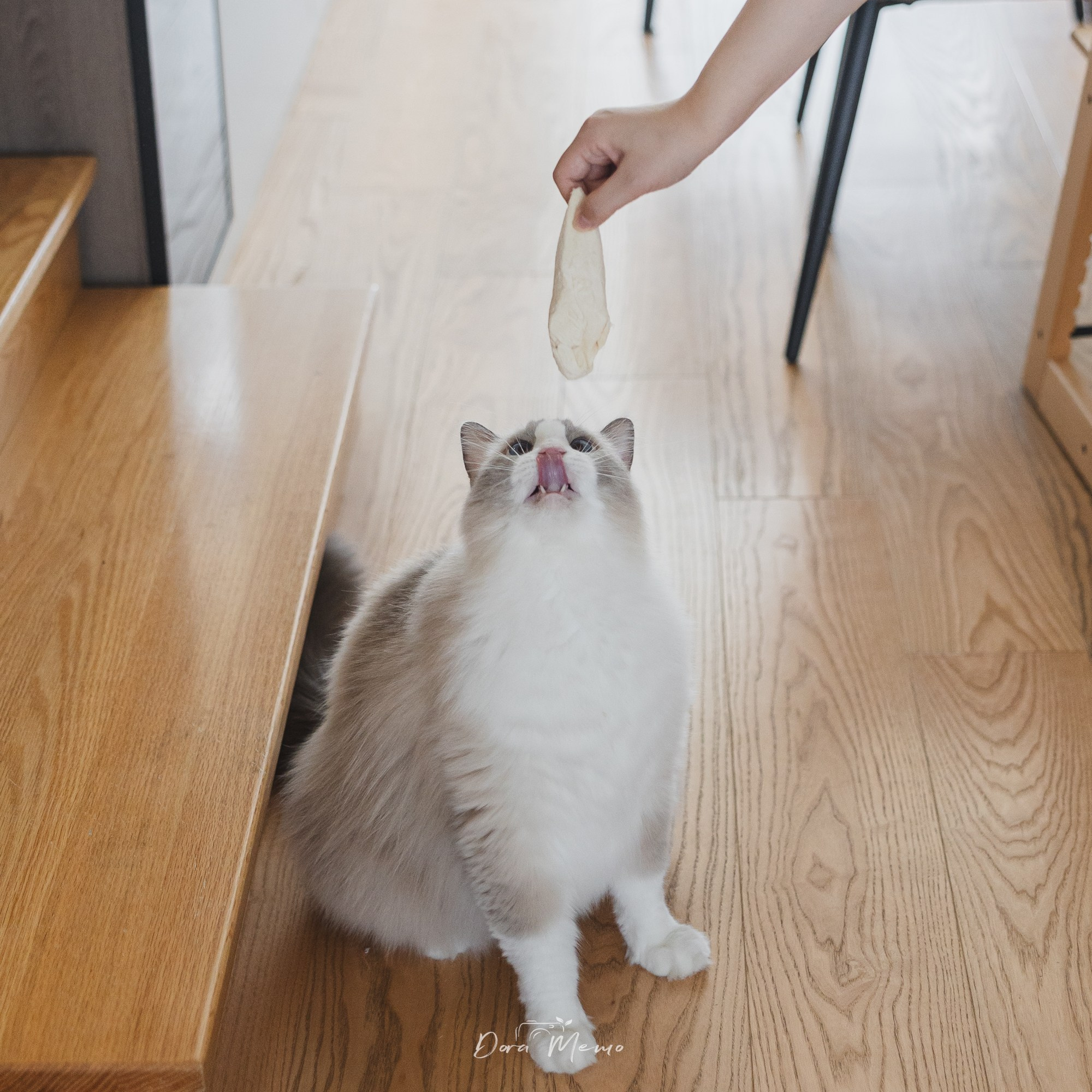 Shanghai Maternity Photographer — At-Home Pregnancy Photos with Cats