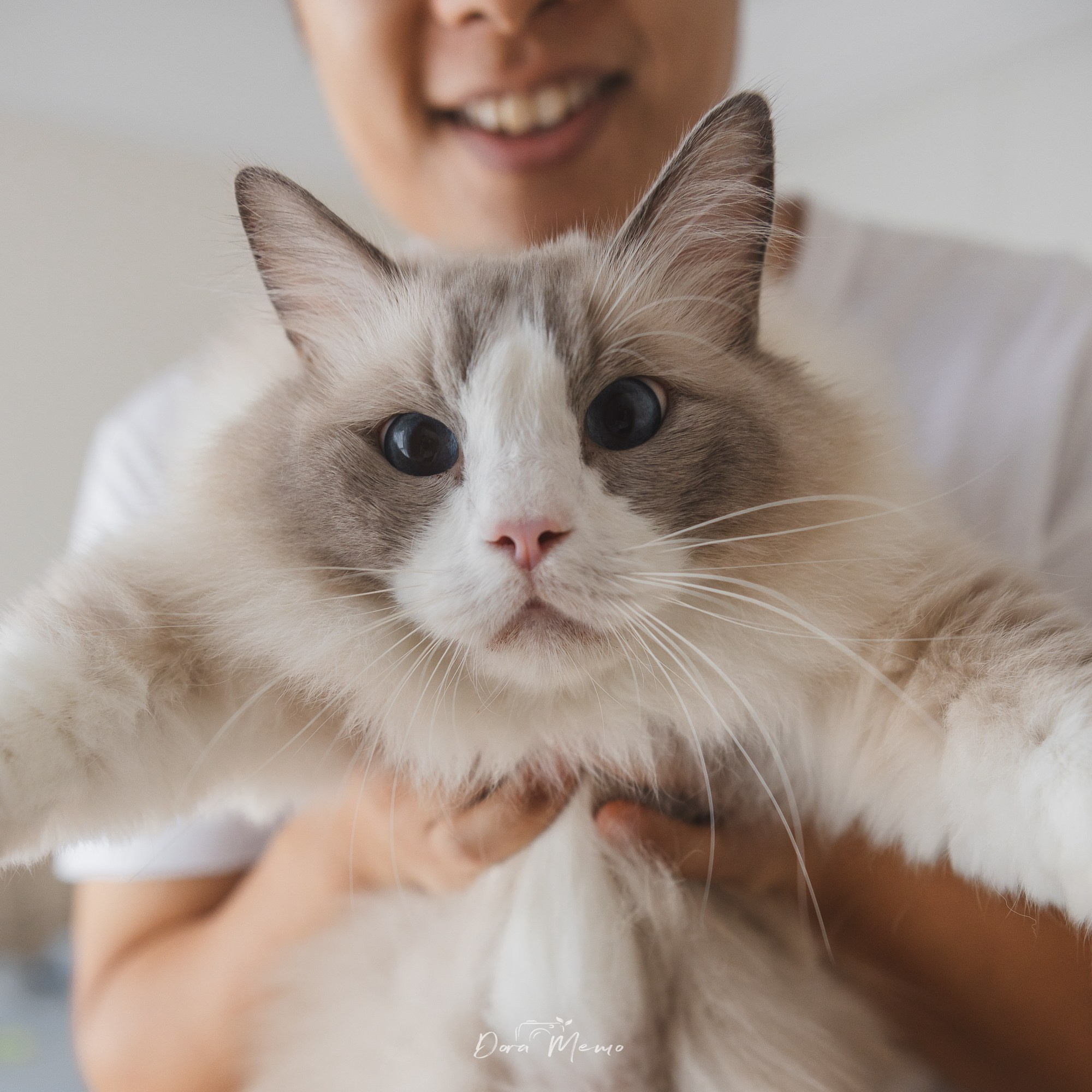 Shanghai Maternity Photographer — At-Home Pregnancy Photos with Cats