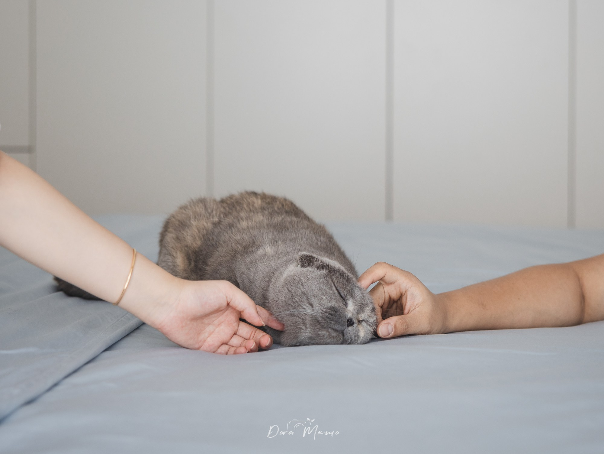 Shanghai Maternity Photographer — At-Home Pregnancy Photos with Cats