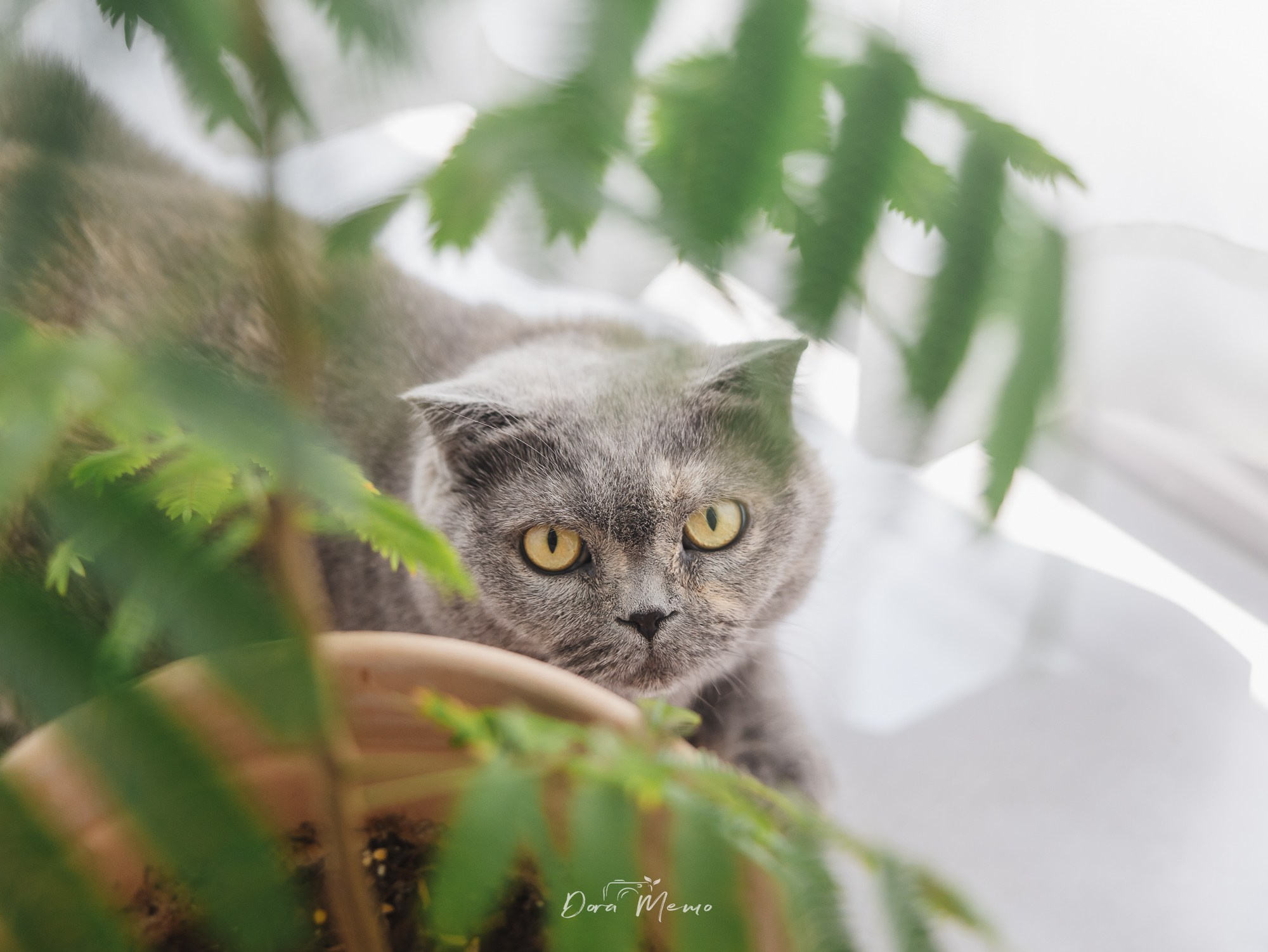 A shy British Shorthair cat peeks from behind houseplants during a natural pet family session.
