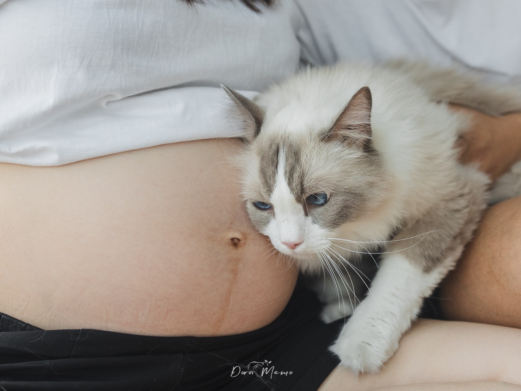 A Ragdoll cat rests beside a pregnant belly during an at-home Shanghai maternity photography session.
