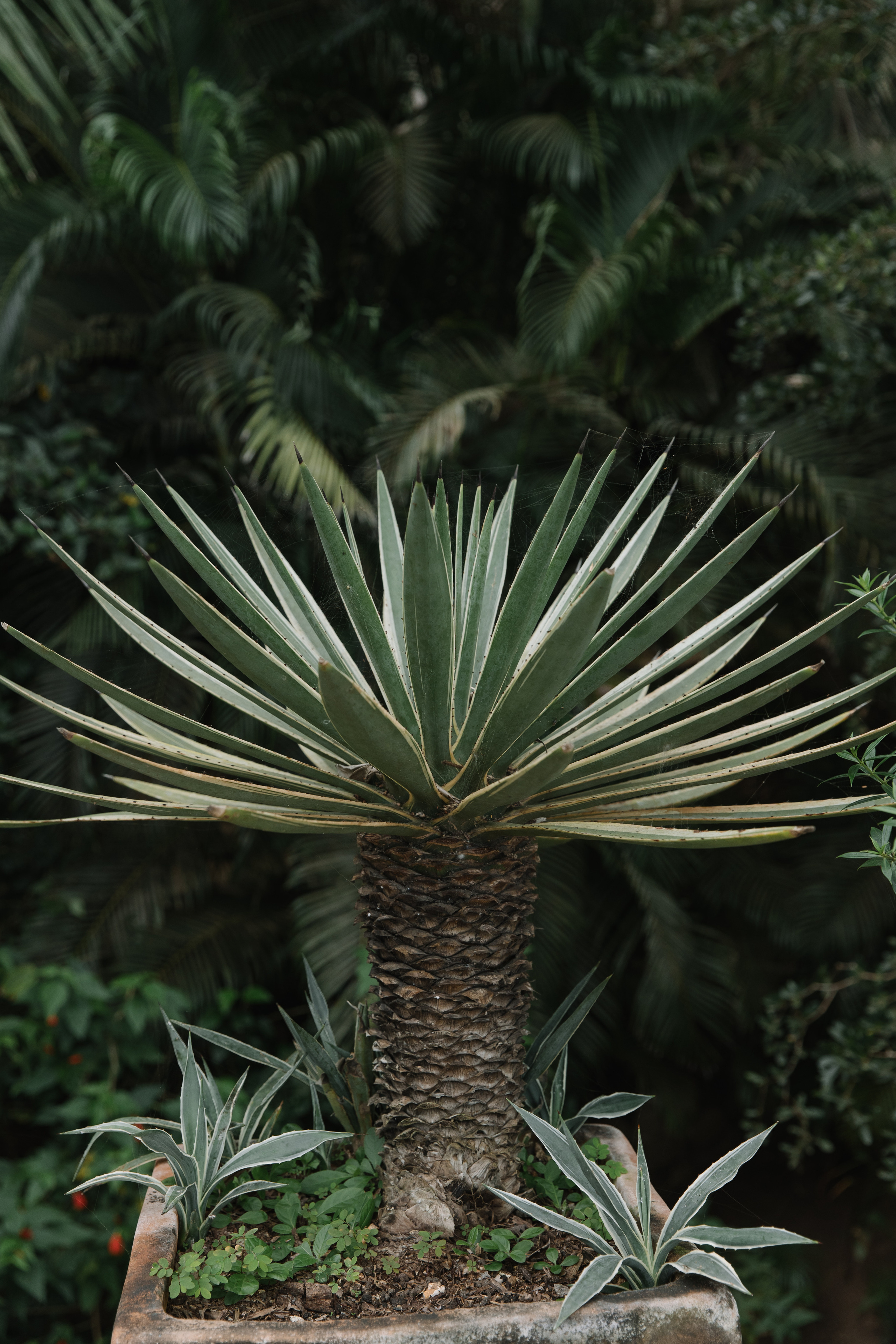 Las Caletas. Wedding photographer Mexico Sayulita Puerto Vallarta Punta Mita Cabo