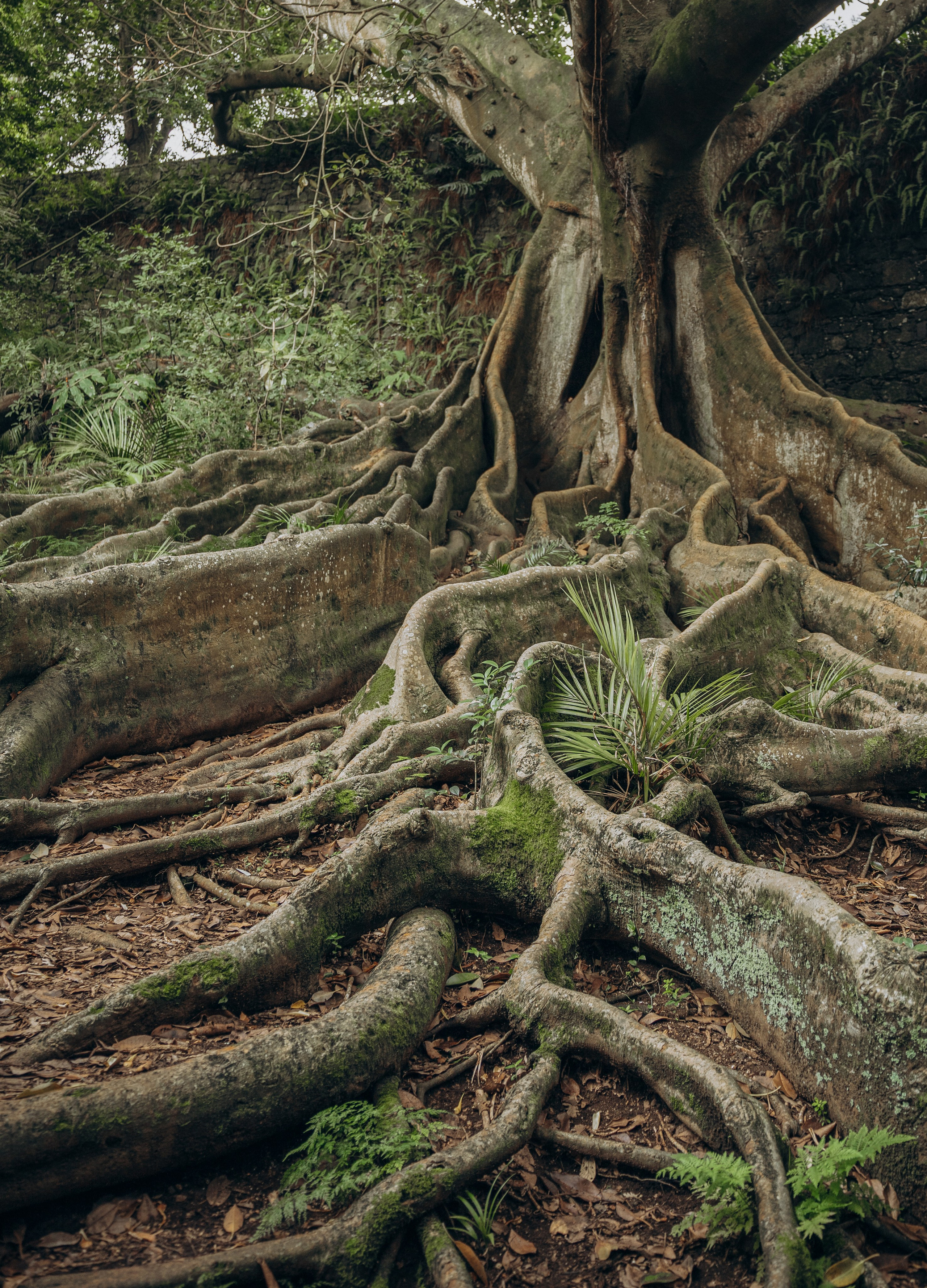 Фотограф на Азорах, Сан Мигель. Зенькевич Анна
