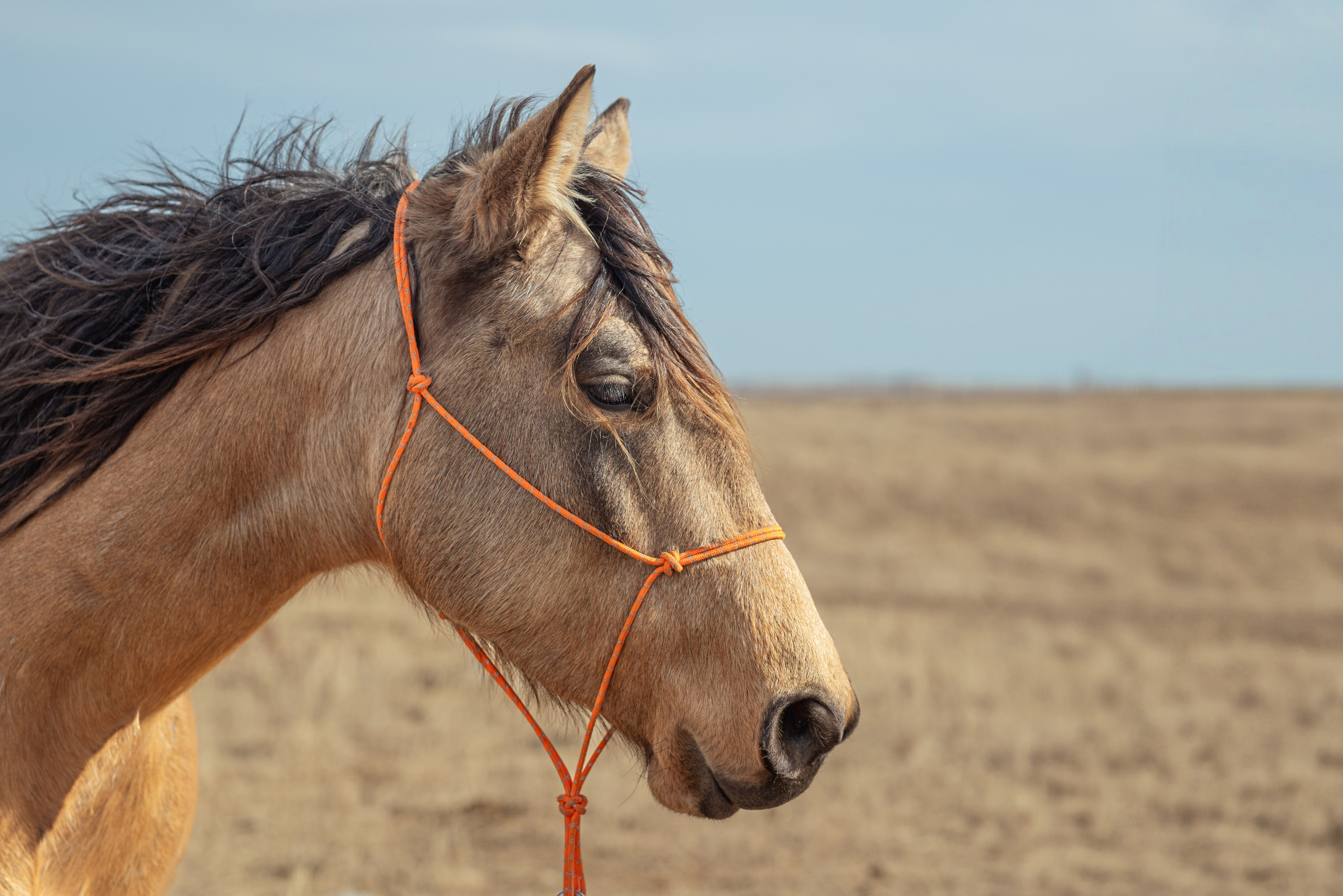 Farm animals. Victoria Lyubchenko — fine art photography in Bismarck, ND
