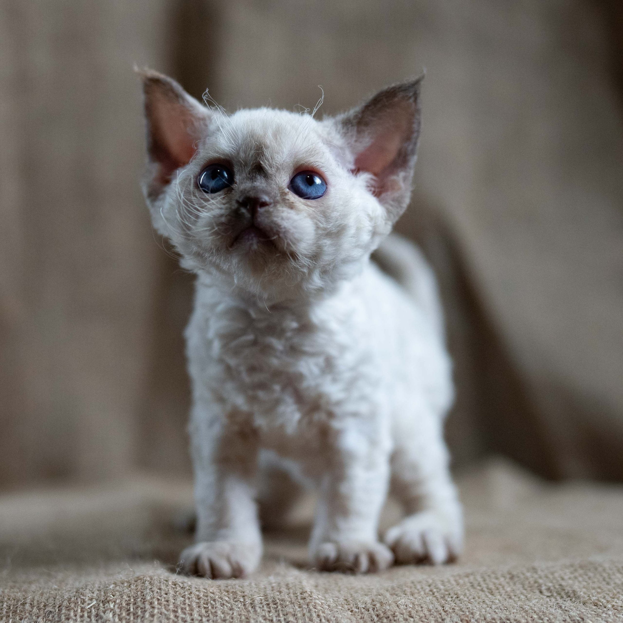 Luna, girl, born 12.20.2025. Devon Rex Pixie Cattery