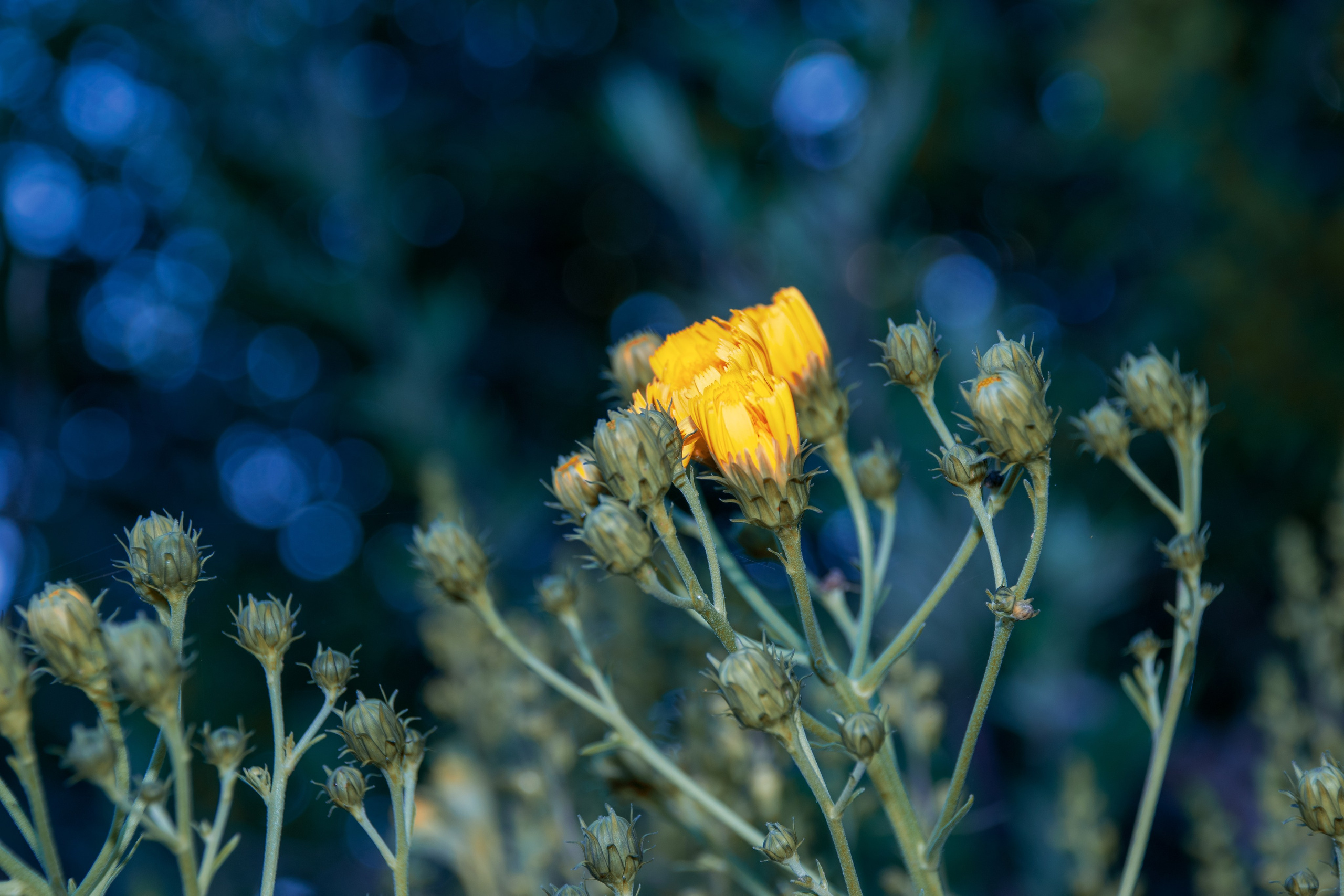 Portfolio. Photographer in Sotenäs municipality. Fotograf i Sotenäs kommun