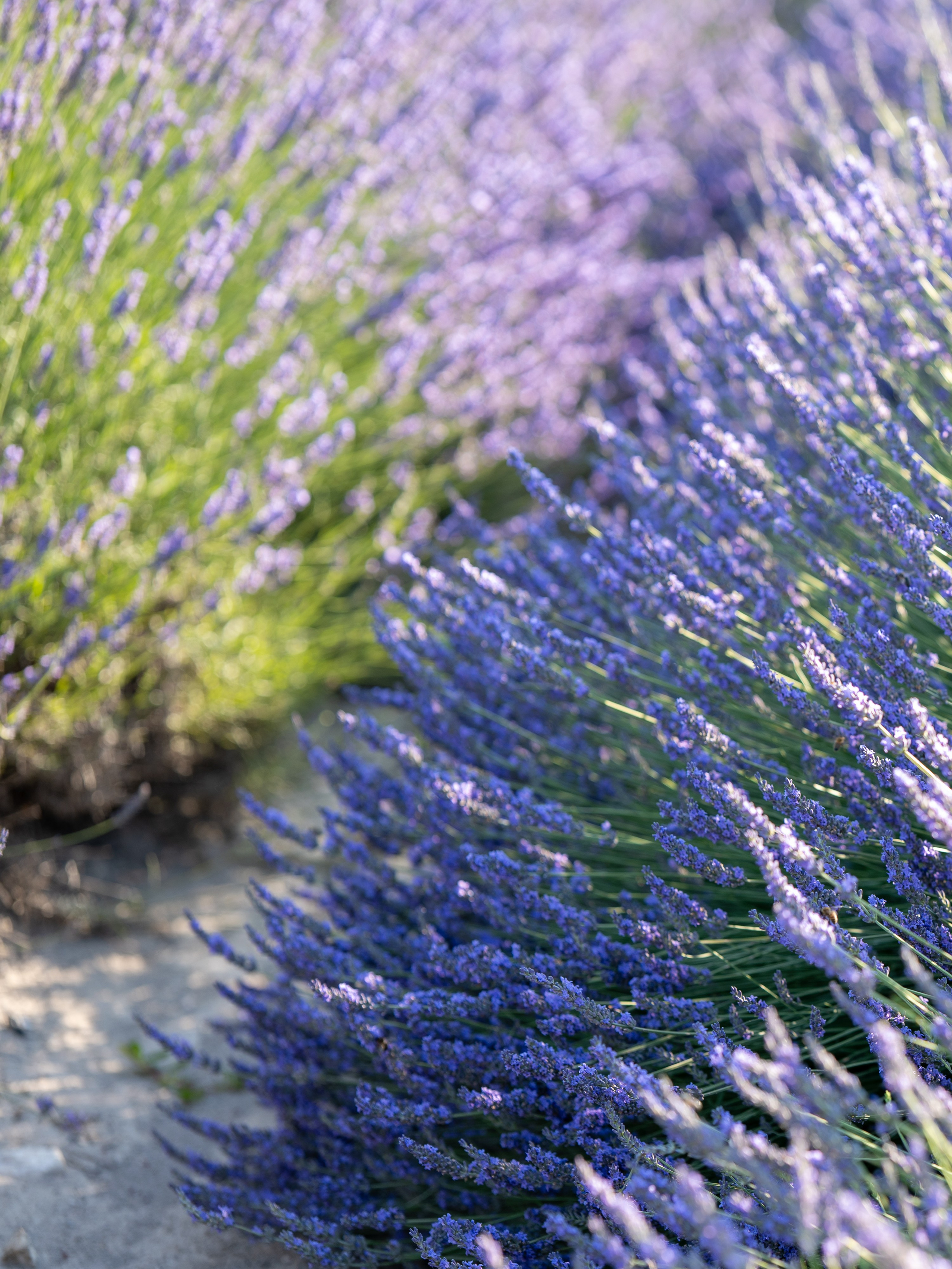 Mini séances en lavande fleurie 2025. Фотограф Ретушер во Франции в Провансе