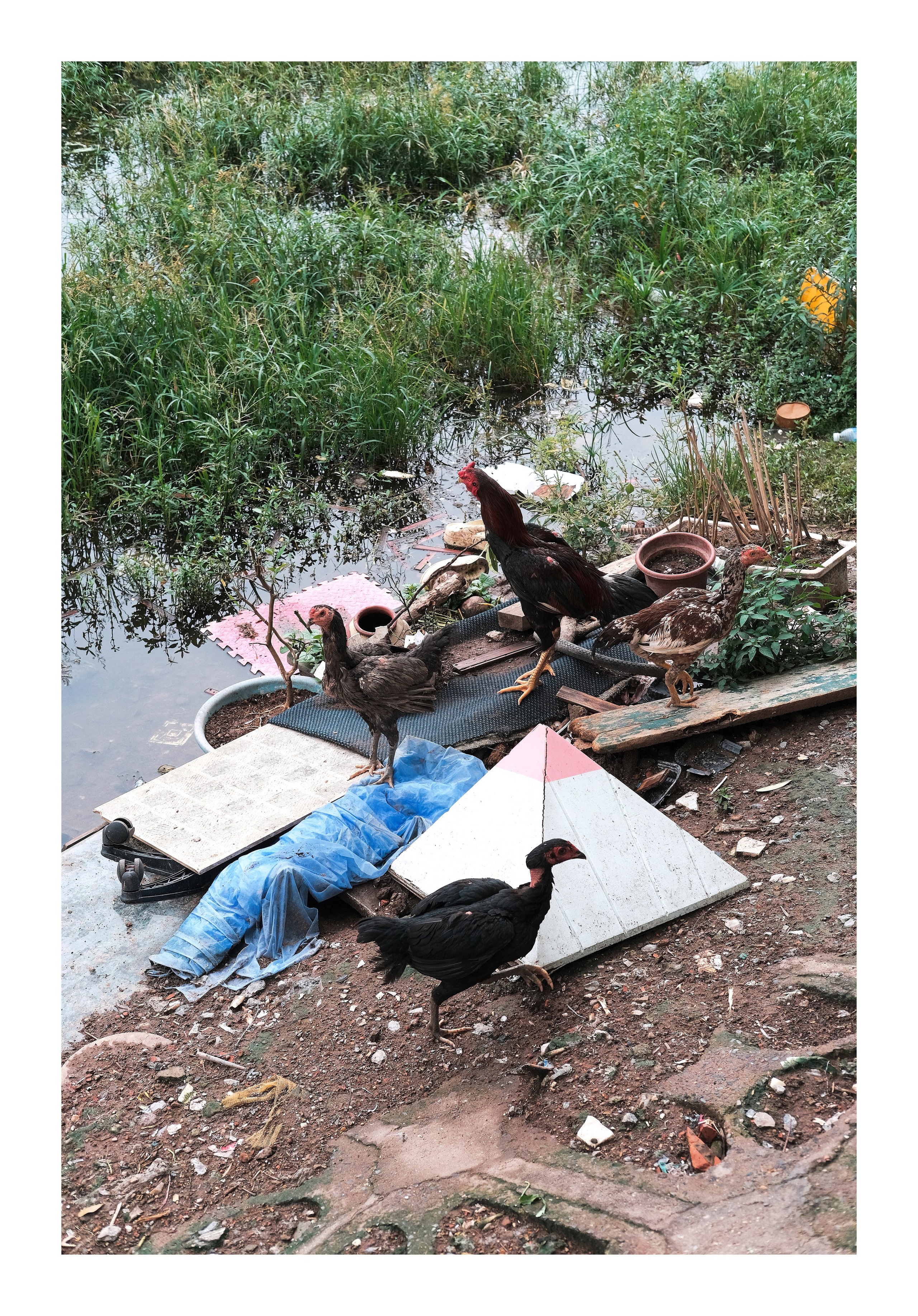 Cockfighting Bird in Trash-Filled Canal Hanoi Vietnam