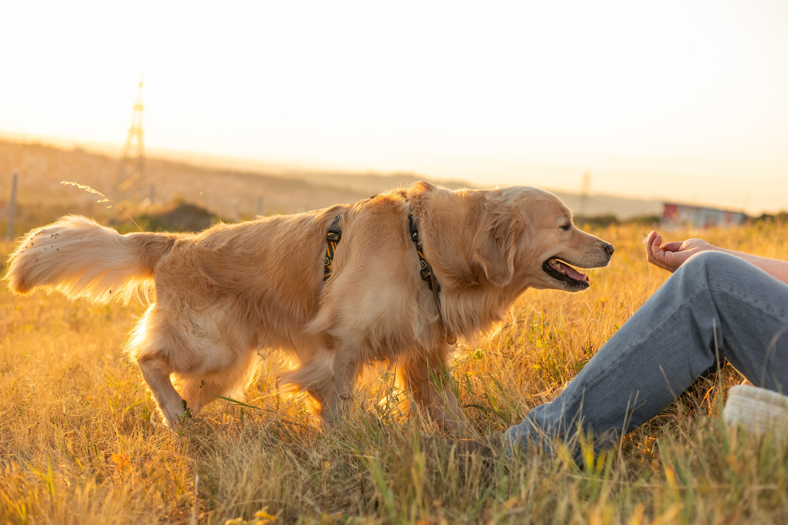 Антон и Плюша. Фотограф-анималист | Белград