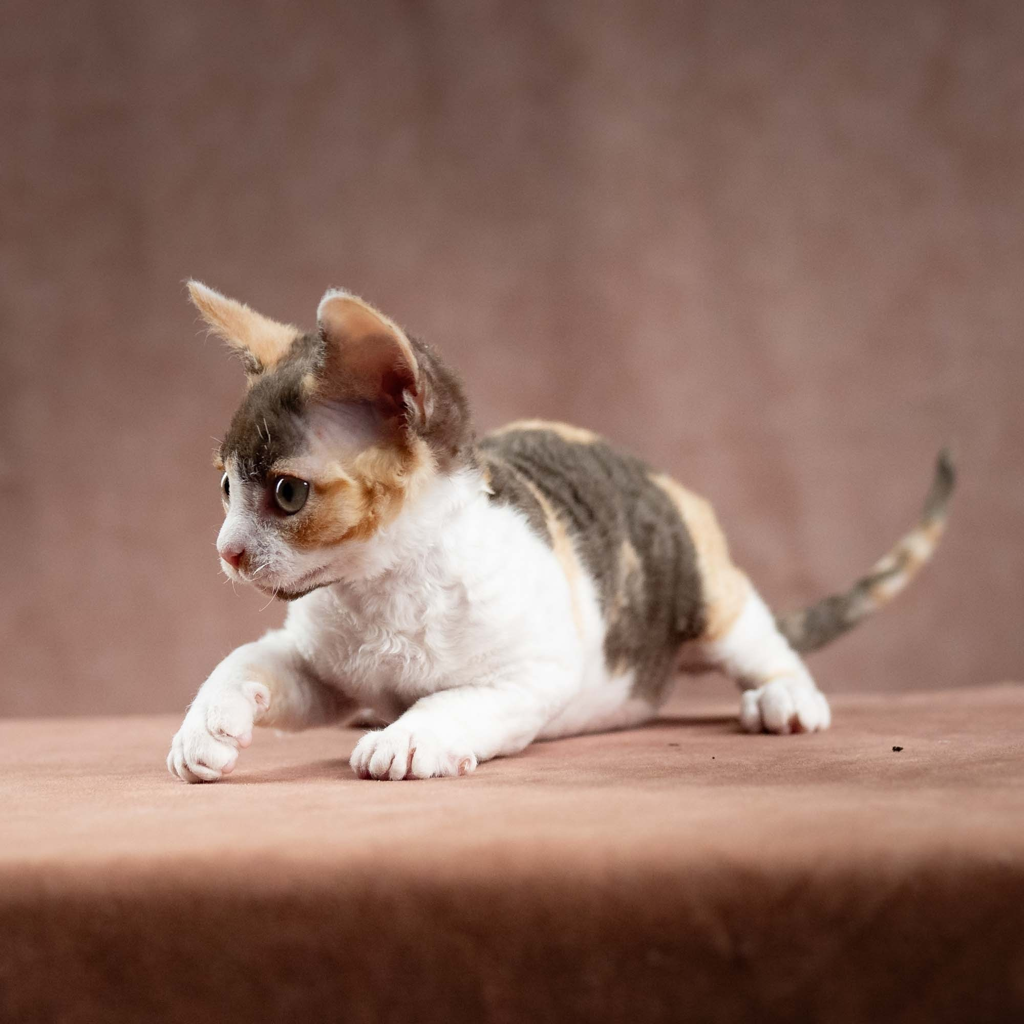 Dixie, girl, born on 06.06.24 SOLD. Devon Rex Pixie Cattery