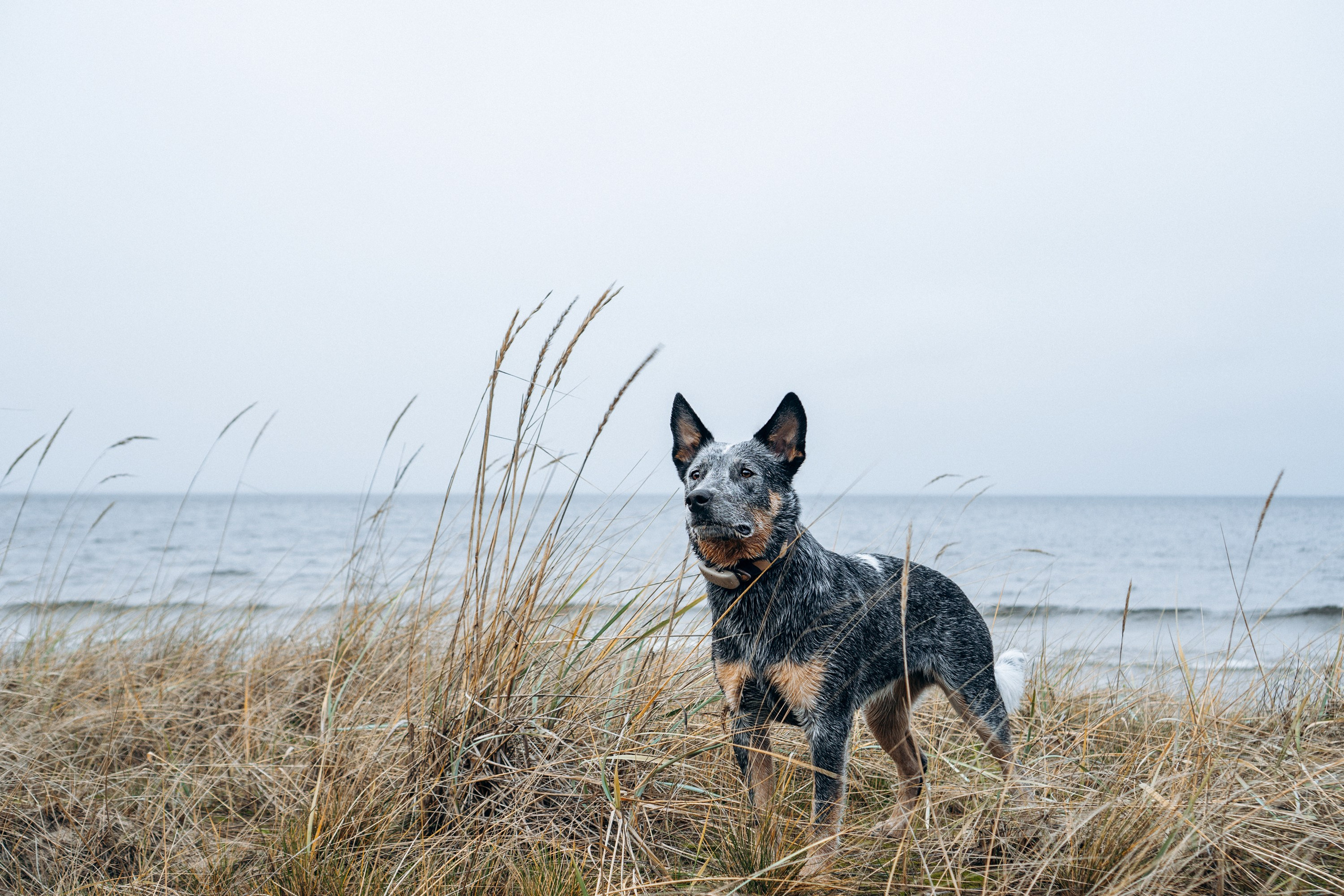 Polina and her Dakota, Australian Cattle Dog. Kat Laisaar — Pet photographer in Tallinn