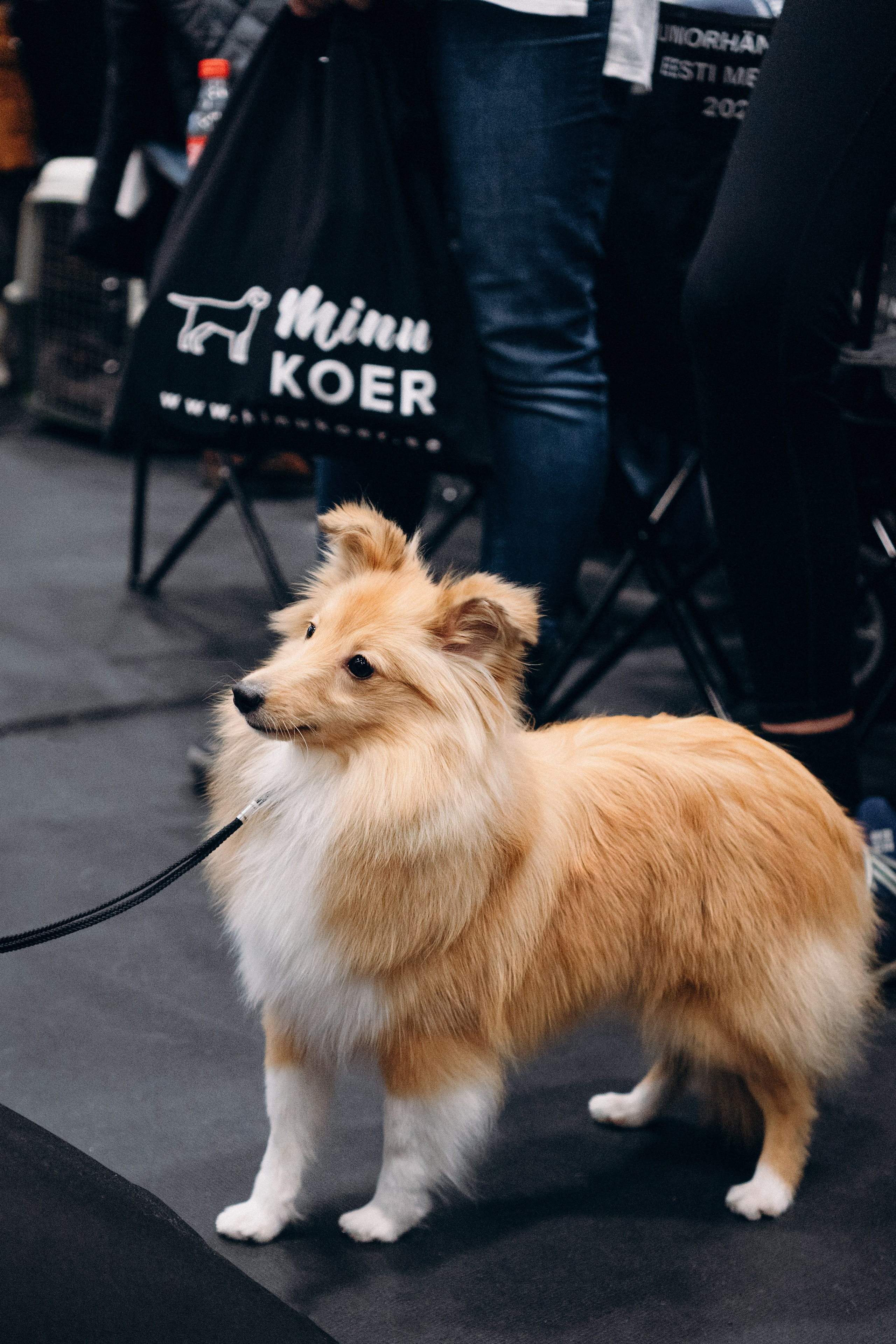 Pärnu dog weekend photo report. Kat Laisaar — Pet photographer in Tallinn
