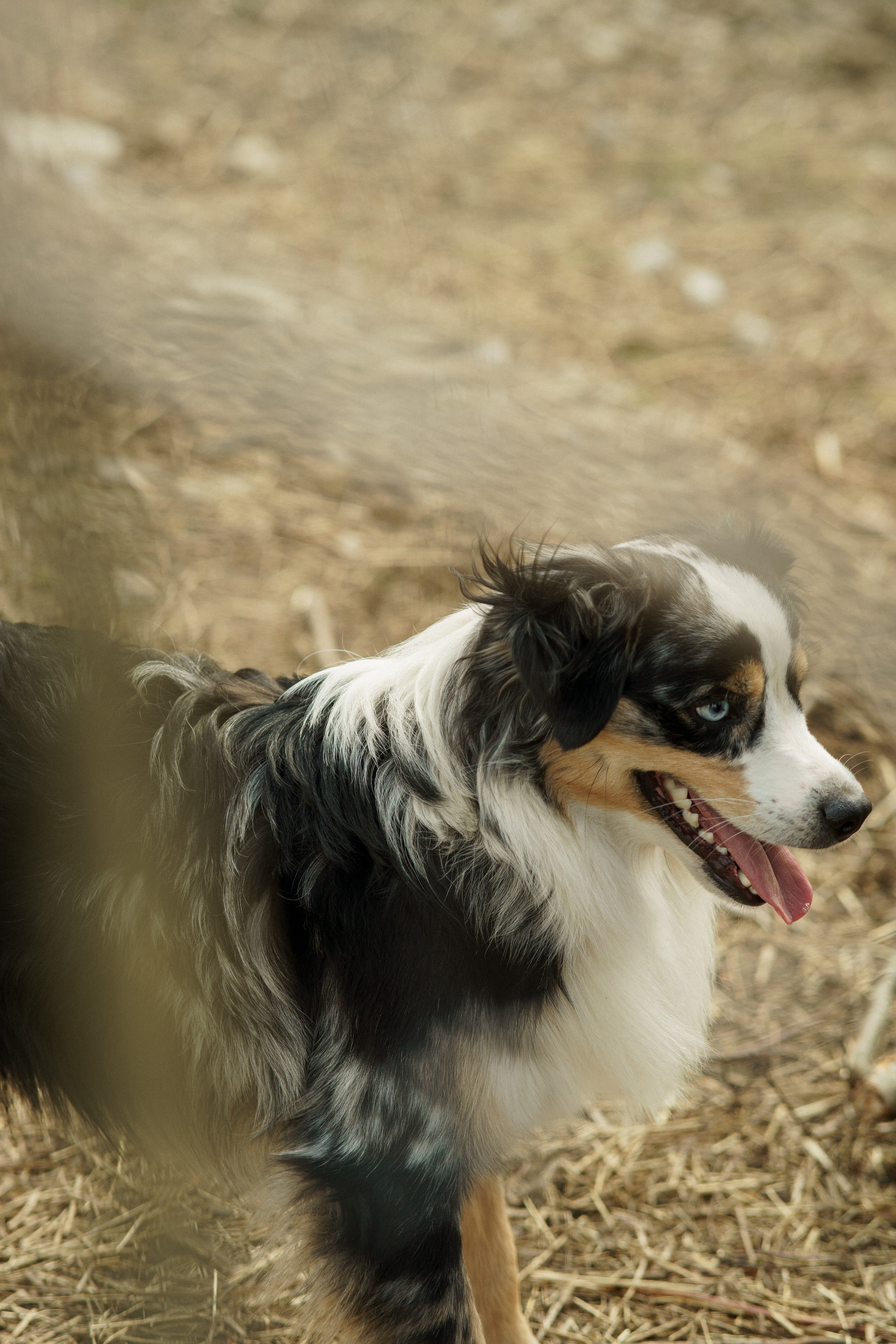Herding Days, 26 apr. 2025. Kat Laisaar — Pet photographer in Tallinn