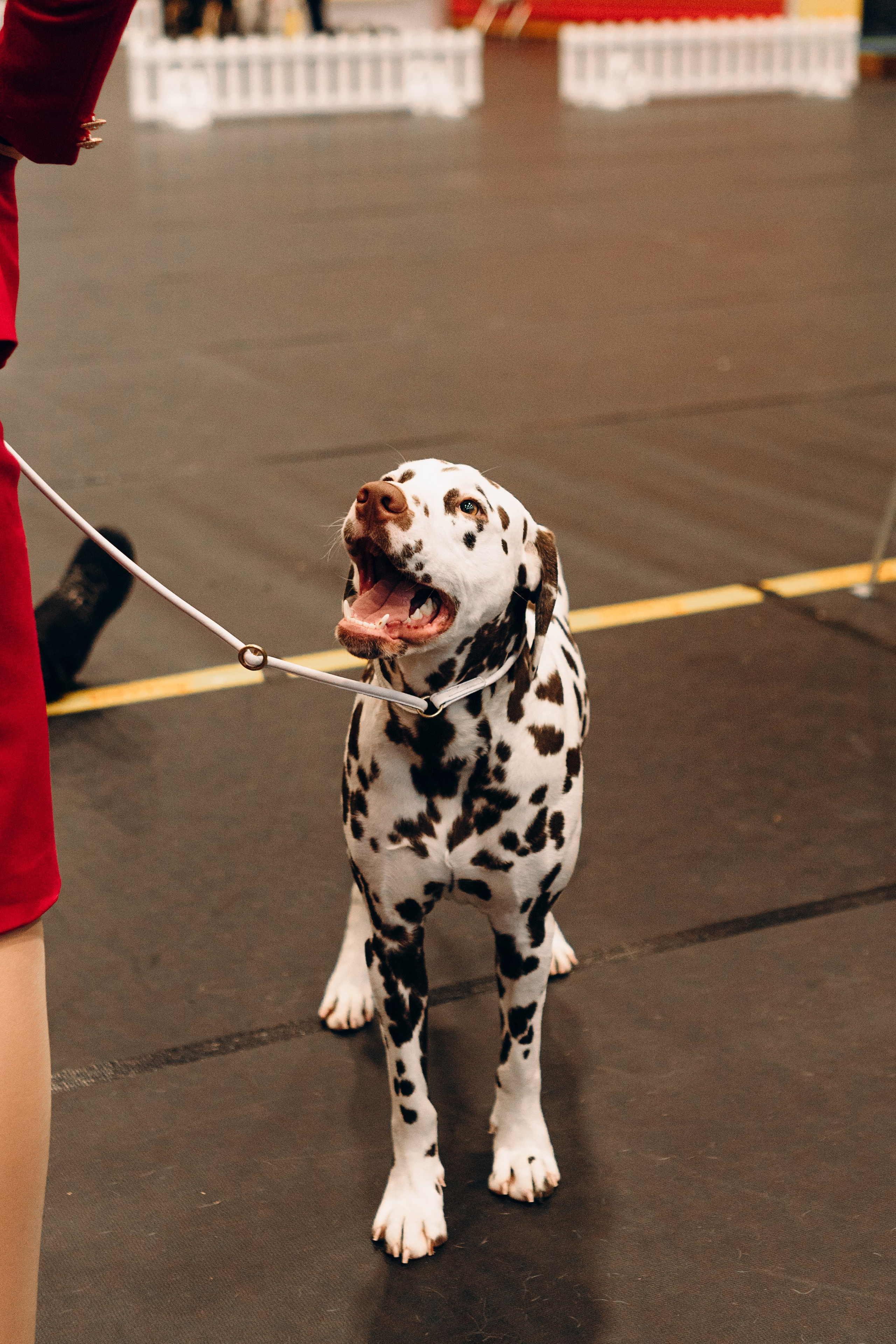 Pärnu dog weekend photo report. Kat Laisaar — Pet photographer in Tallinn