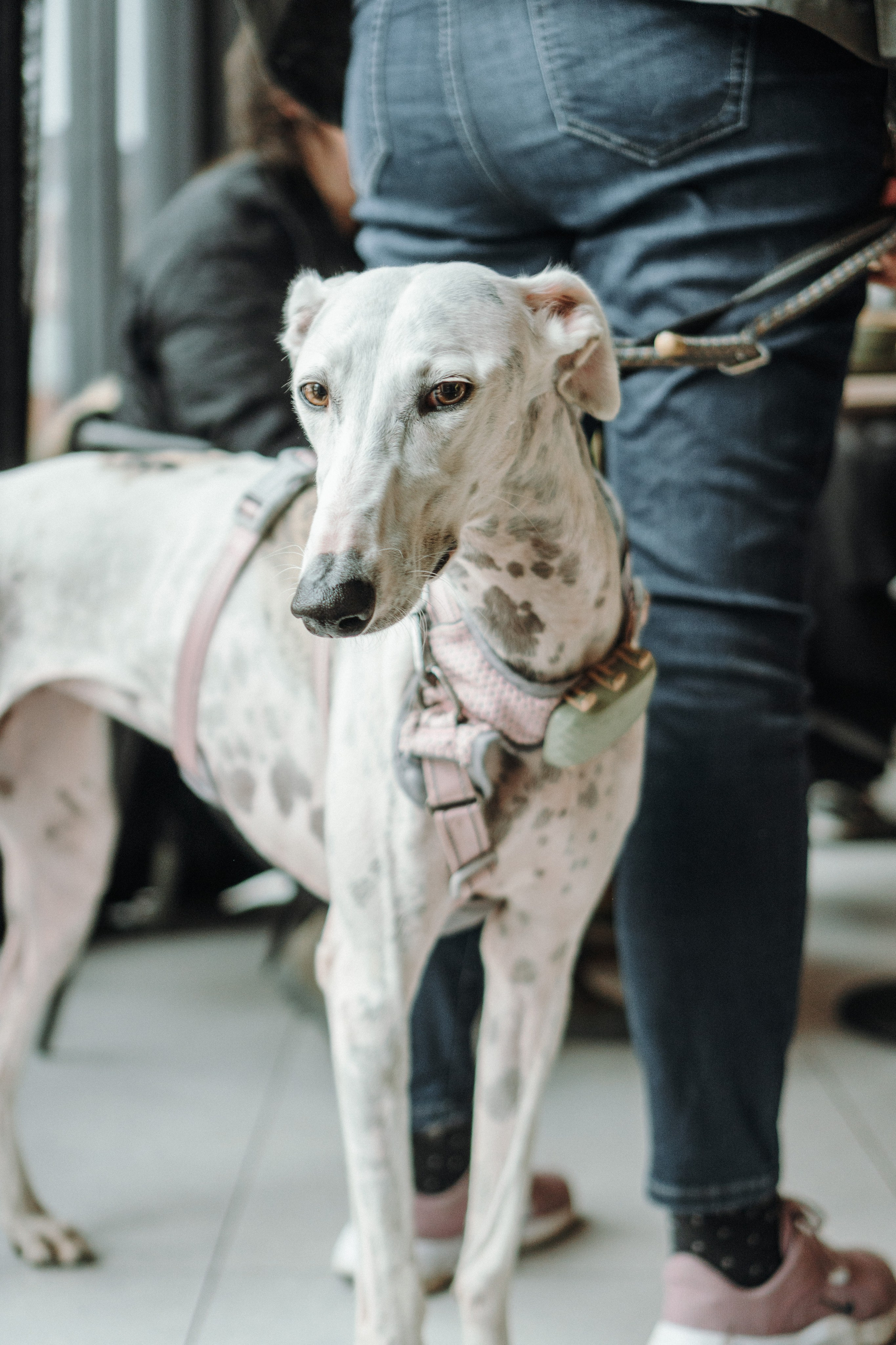 GalgoTreff / Mia Pagar 1 may, 2025. Kat Laisaar — Pet photographer in Tallinn