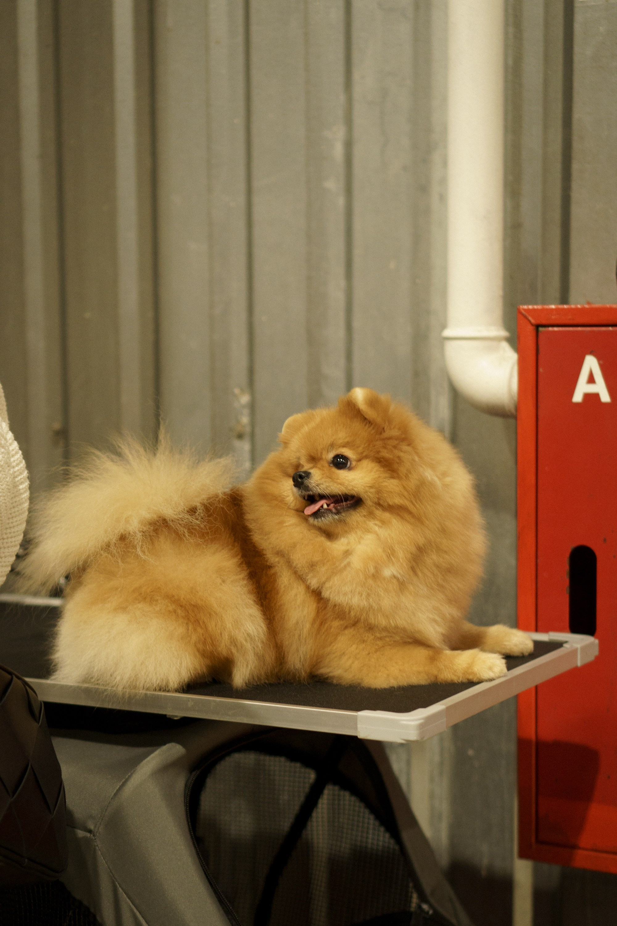 Tartu International Dog Show. Kat Laisaar — Pet photographer in Tallinn