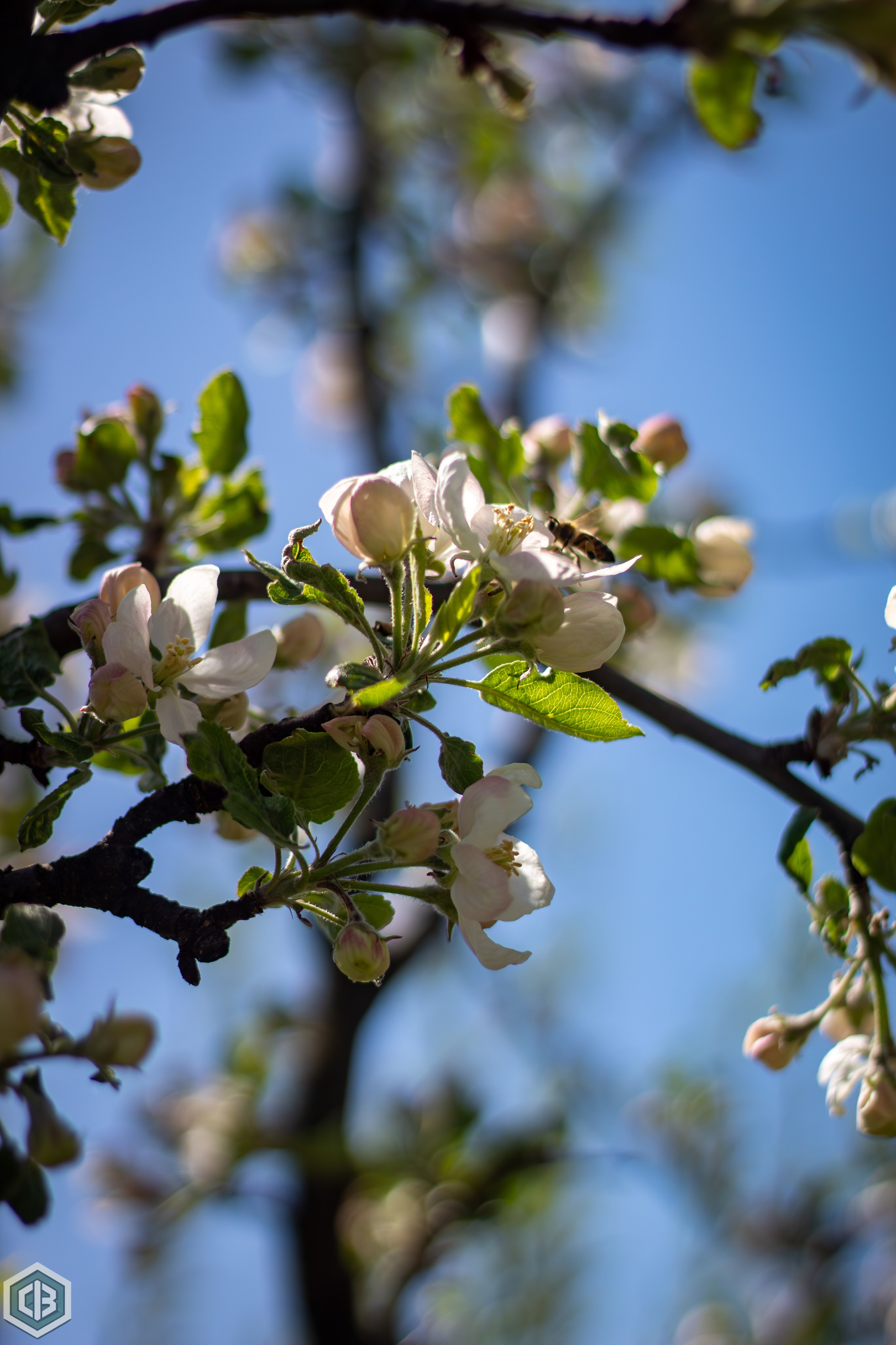 A bold greeting from spring. Cristian Baltag | Photography | Capturing Moments in Iasi