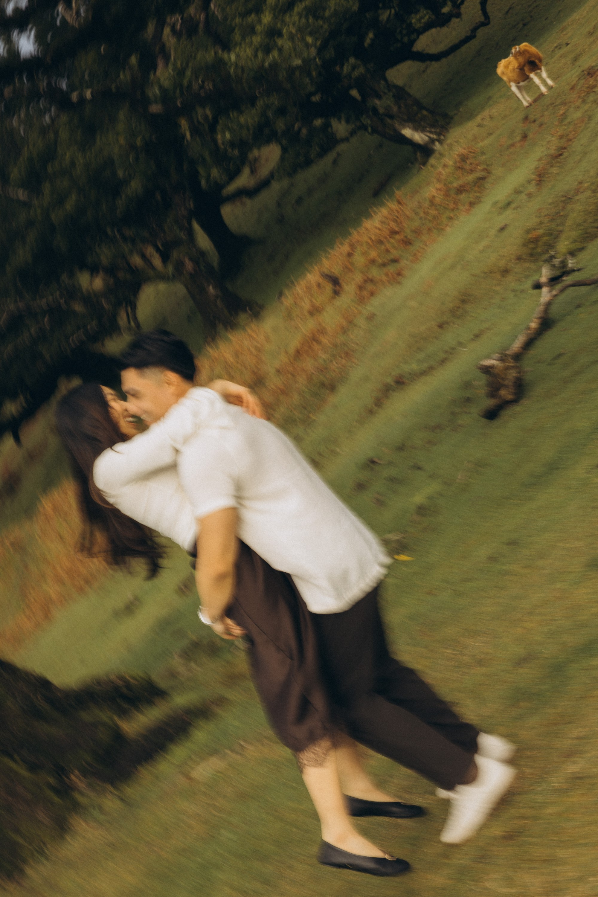 Proposal in Fanal Forest