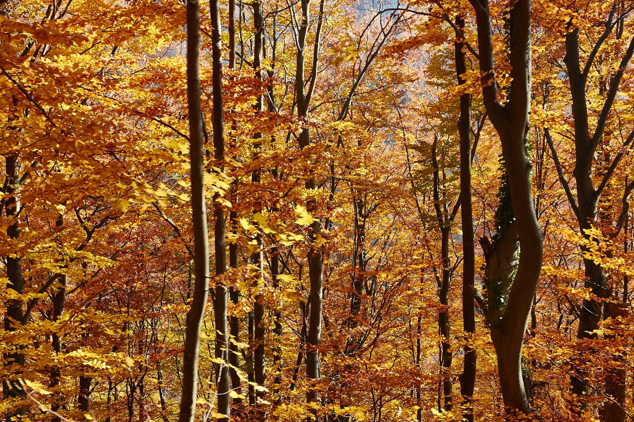 Toamna pe calea ferată Oravița-Anina, jud. Caraș-Severin. Pagina principală