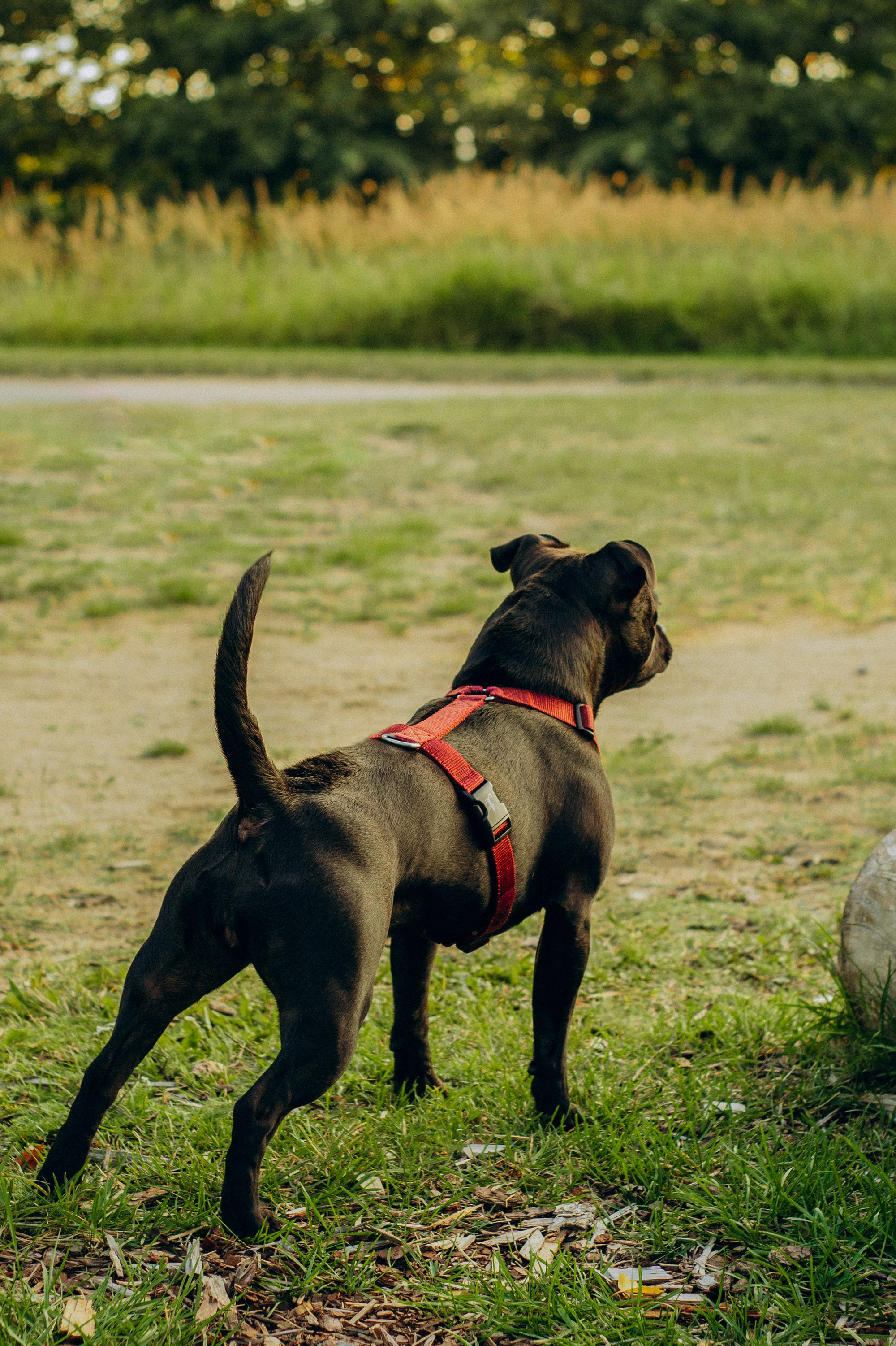 Severa and Barracuda, Staffordshire Bull Terriers. Kat Laisaar — Pet photographer in Tallinn