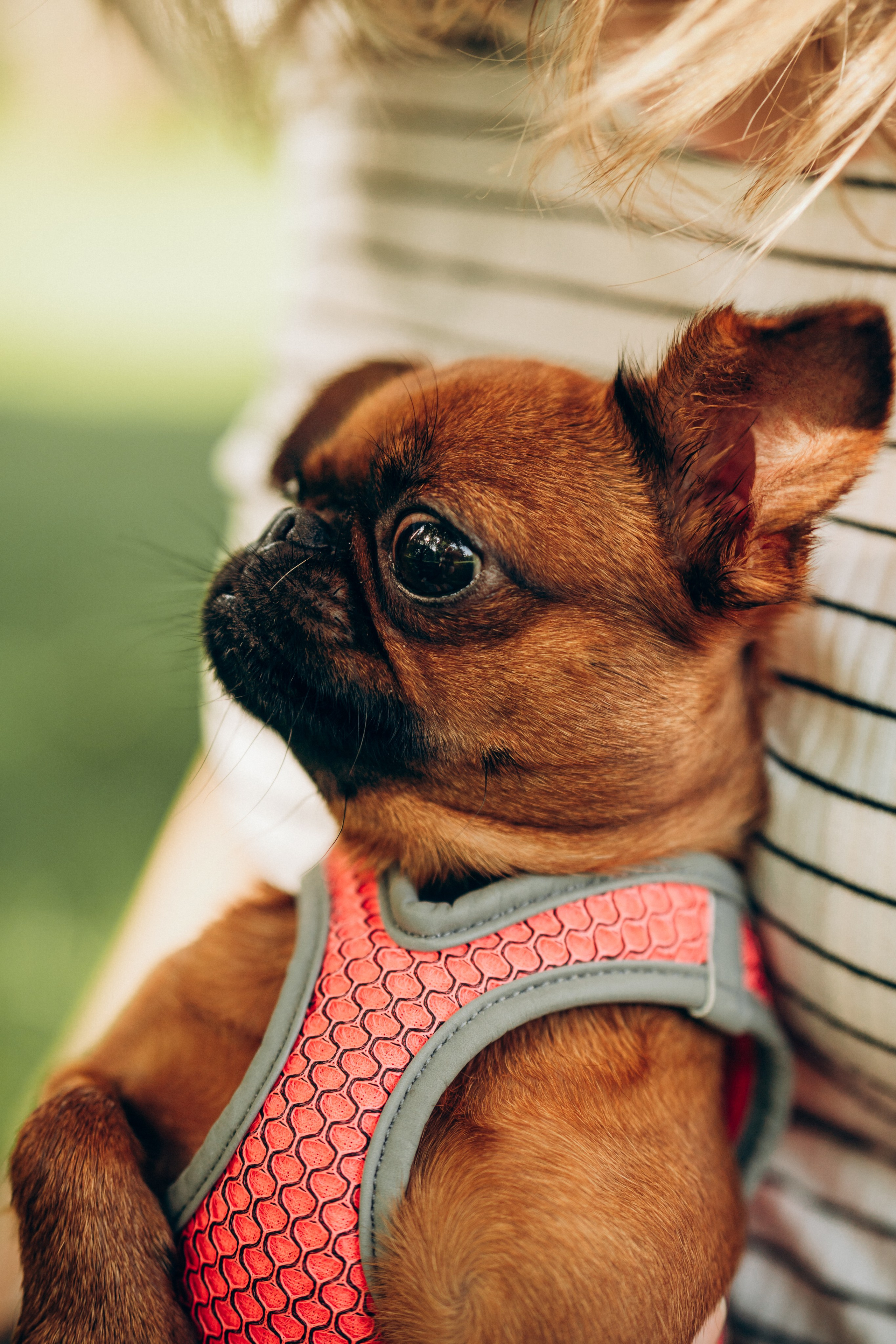 Natalia, Janik, Nusha & Betty. Фотограф-анималист в Таллинне, Катя Лайсаар