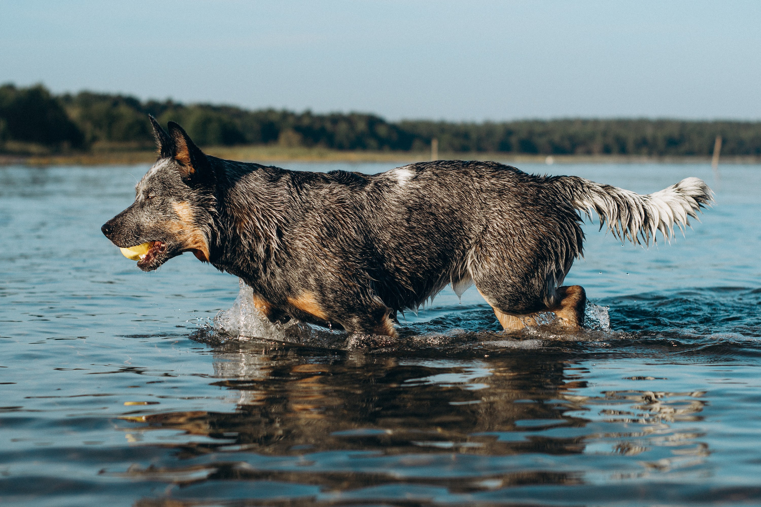 Dakota, Australian Cattle Dog. Kat Laisaar — Pet photographer in Tallinn