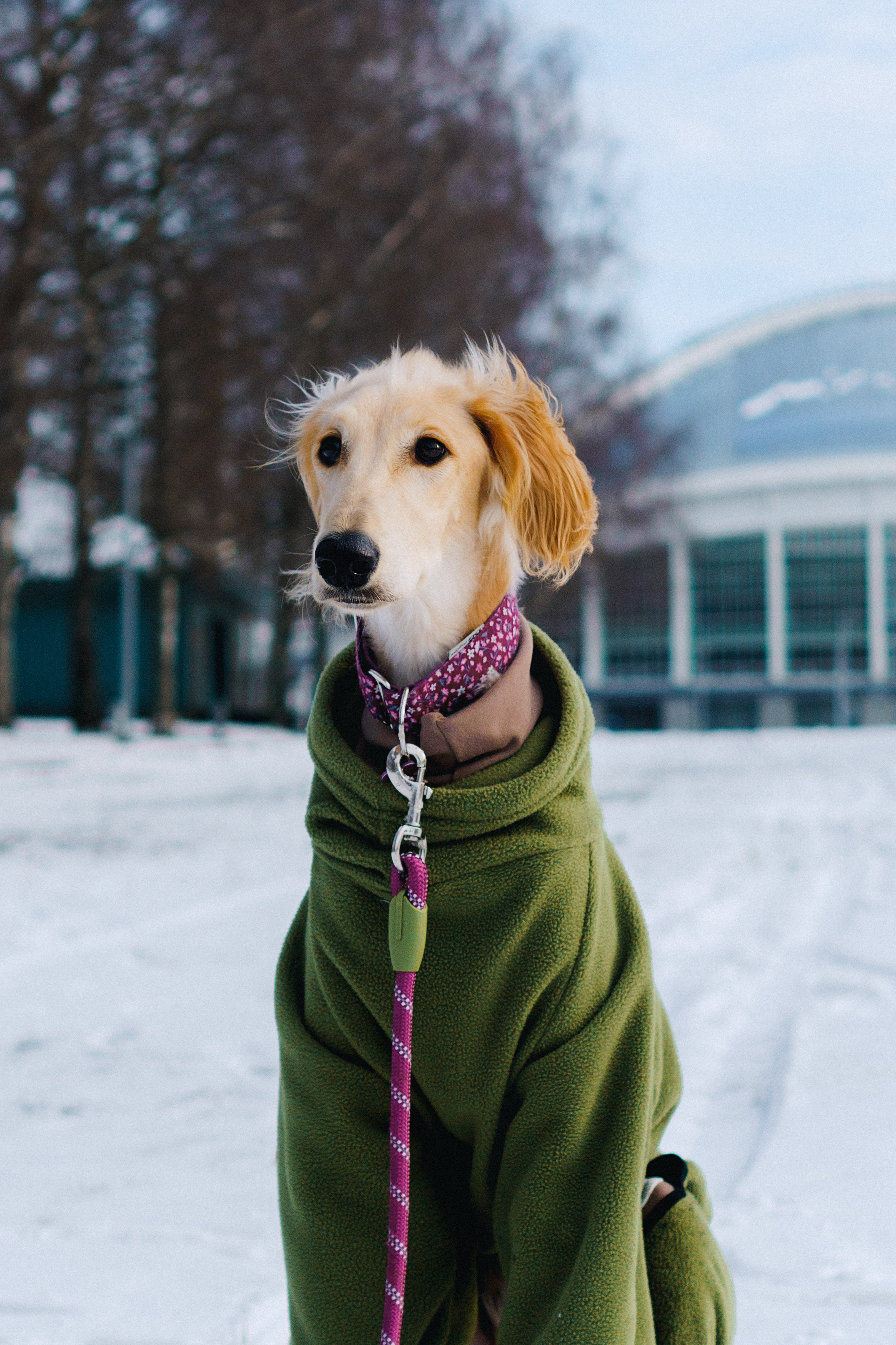 Nicole & Sky. Kat Laisaar — Pet photographer in Tallinn
