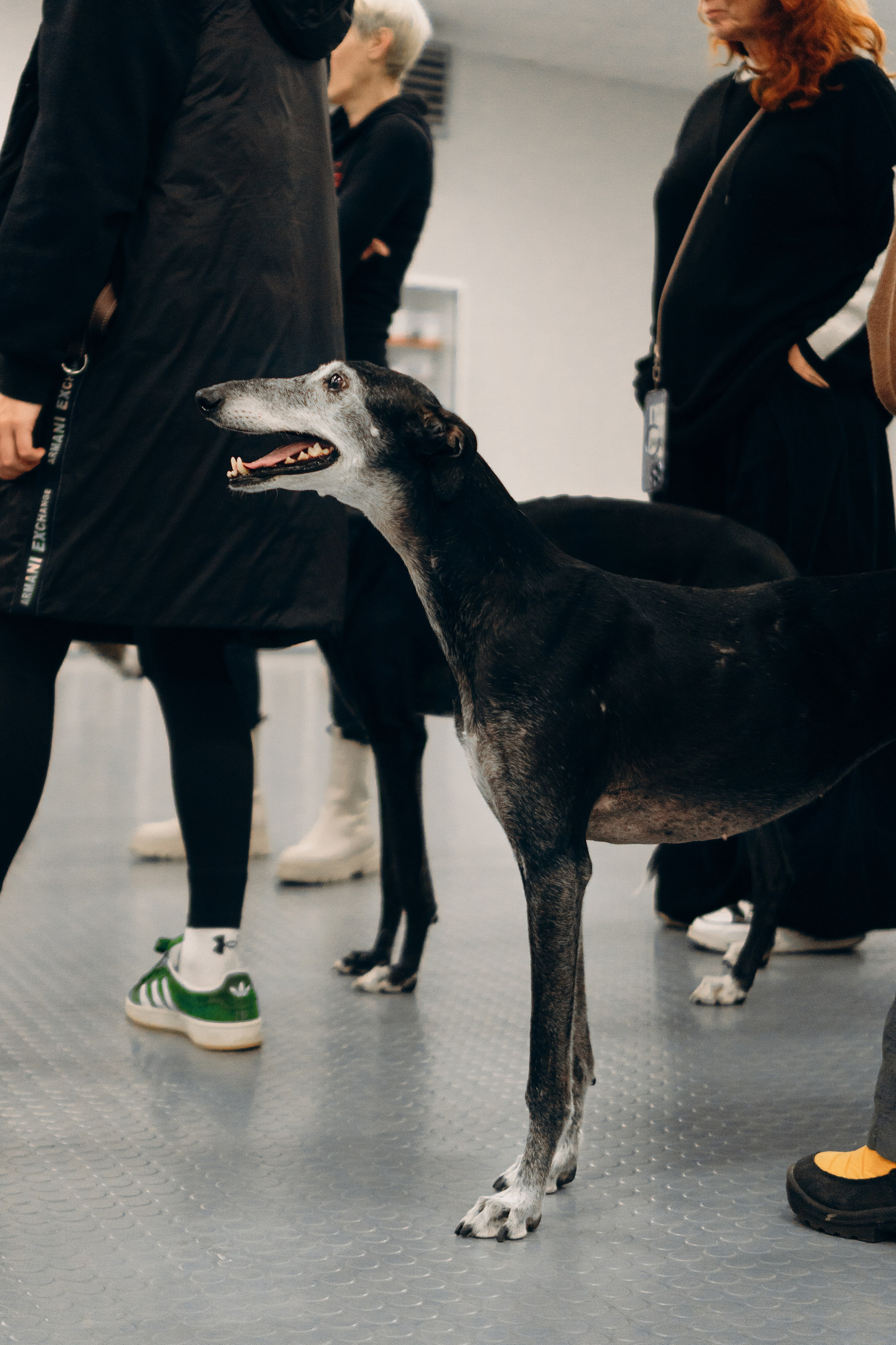 GalgoTreff / PetCity Rannamõisa, 13 apr. 2025. Kat Laisaar — Pet photographer in Tallinn