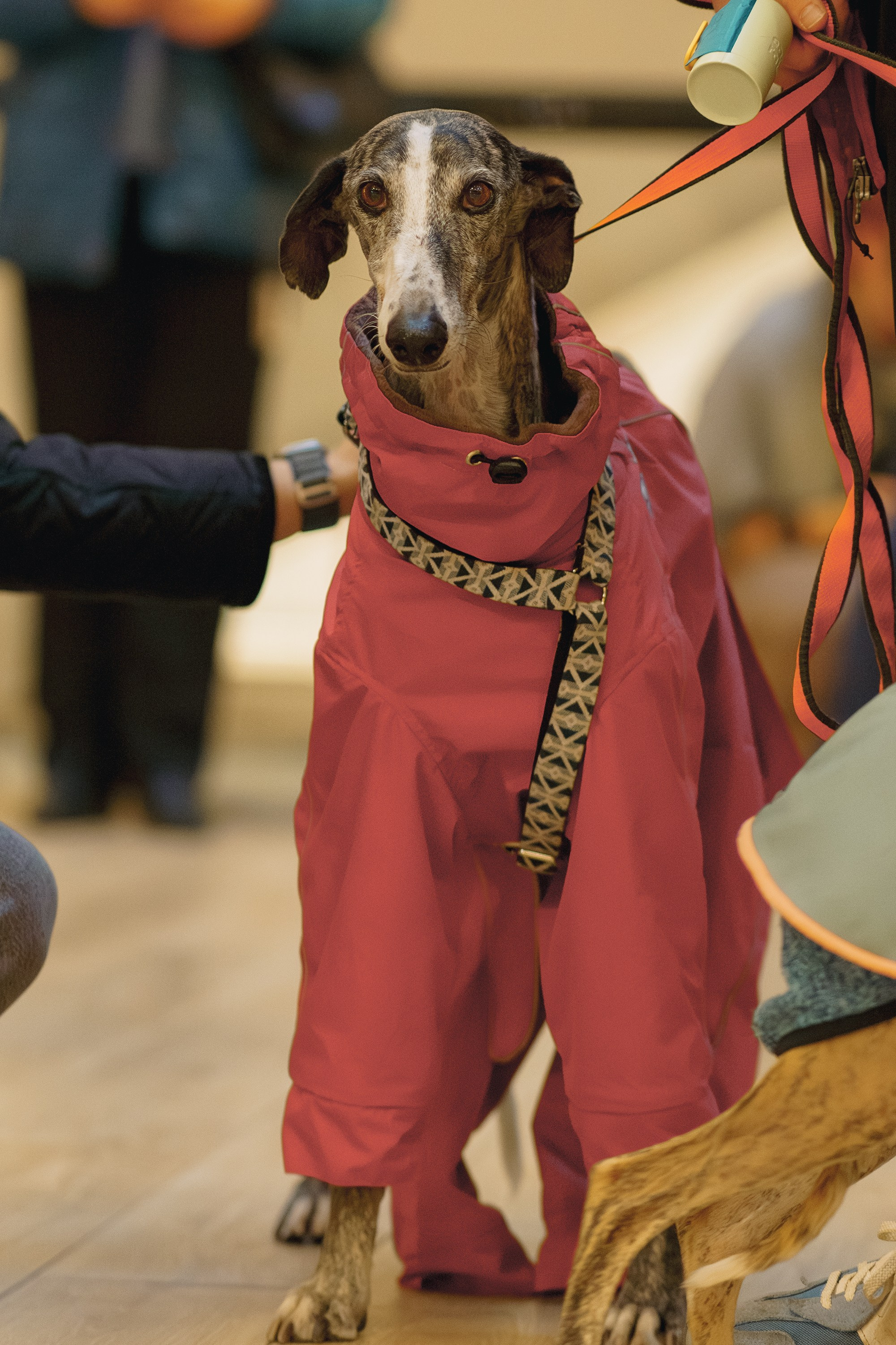 GalgoTreff / Solaris keskus 16 november. Kat Laisaar — Pet photographer in Tallinn