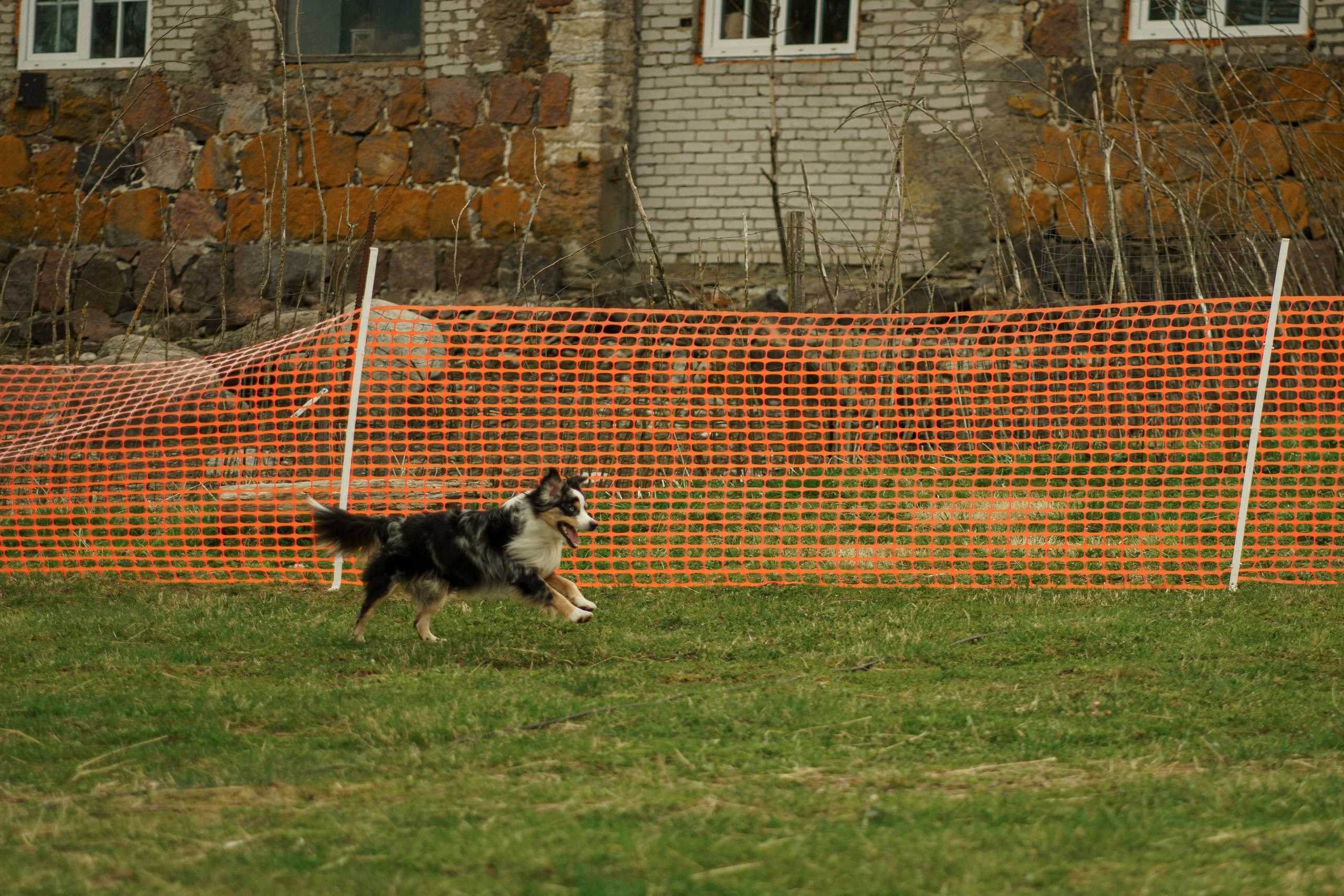 Herding Days, 26 apr. 2025. Kat Laisaar — Pet photographer in Tallinn