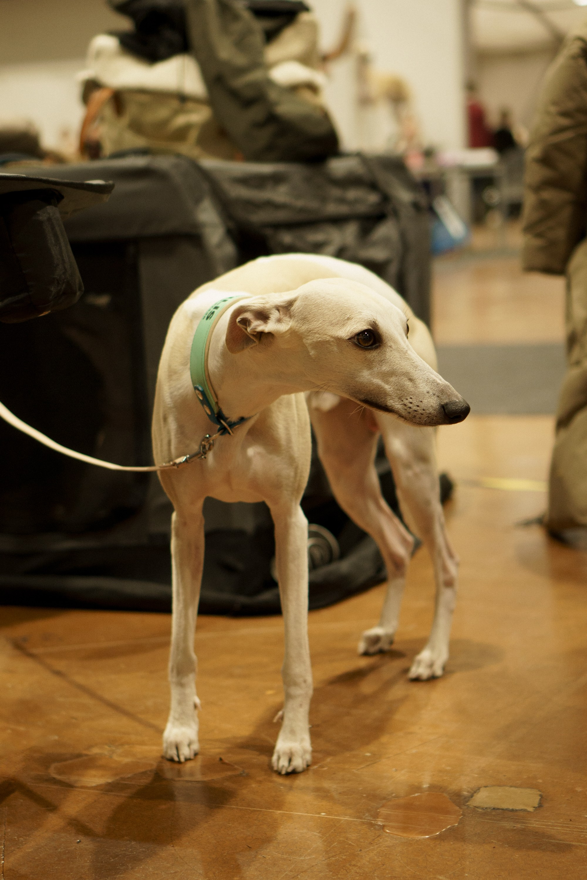 Tartu International Dog Show. Kat Laisaar — Pet photographer in Tallinn