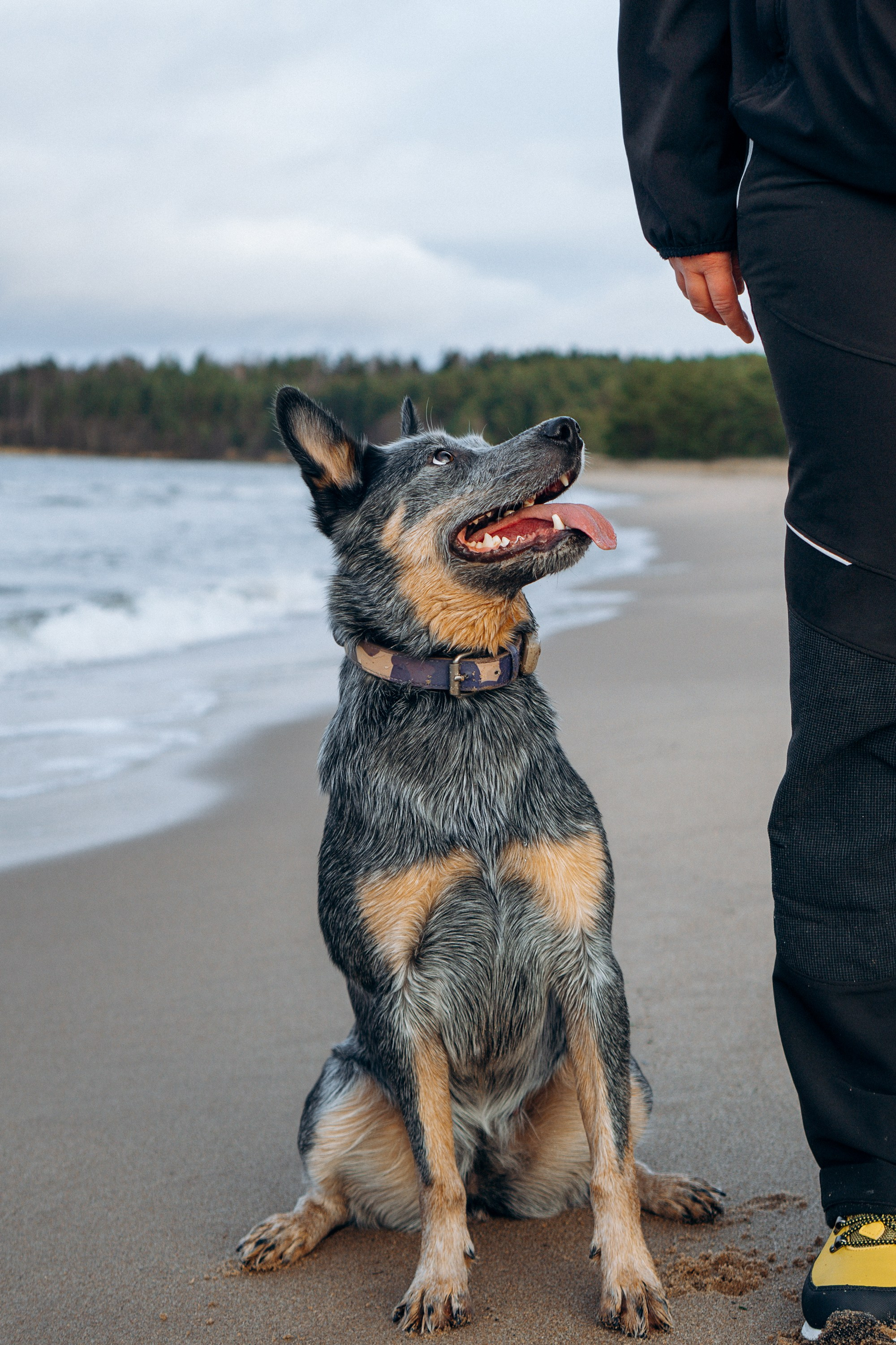 Polina and her Dakota, Australian Cattle Dog. Kat Laisaar — Pet photographer in Tallinn