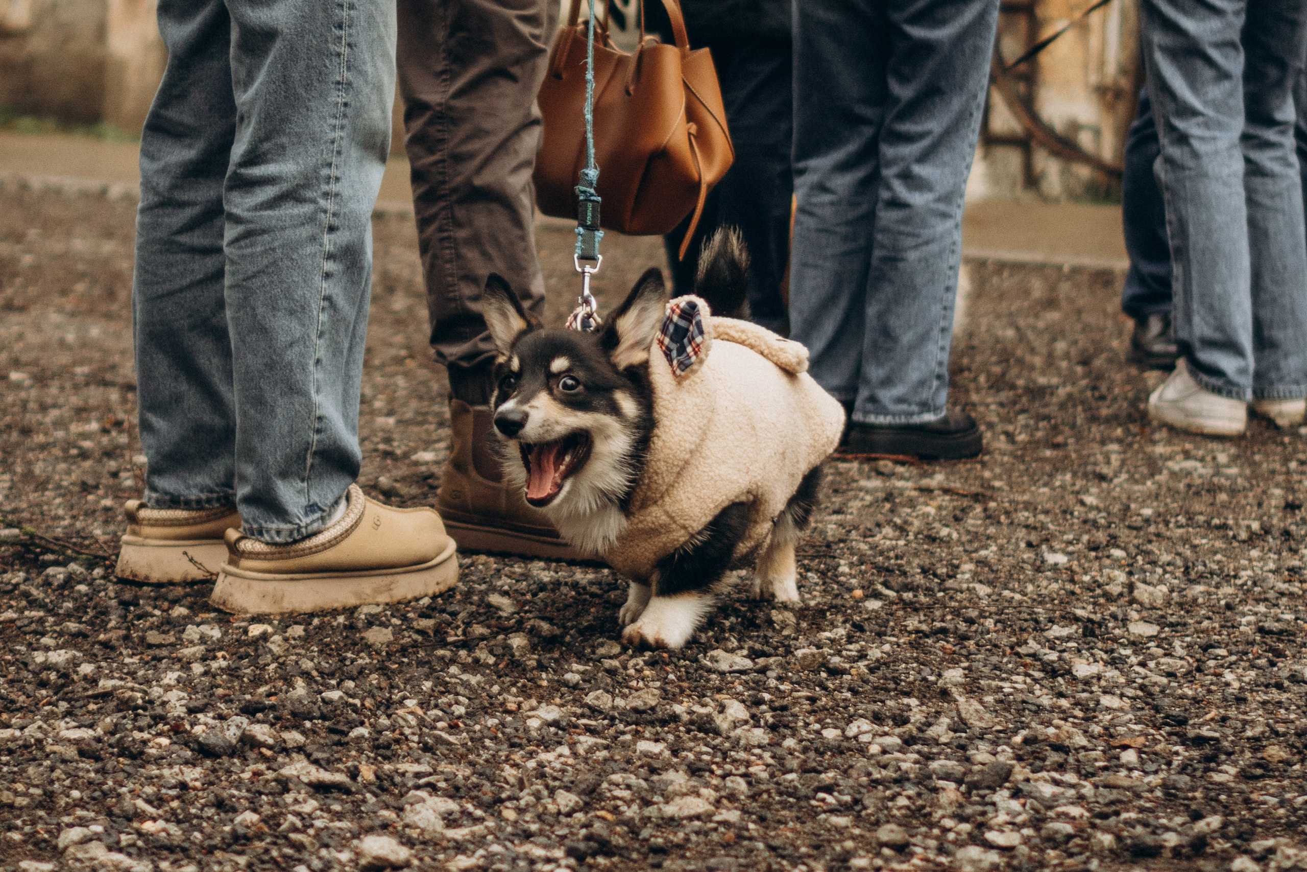 Corgi Fest, Christmas edition. Kat Laisaar — Pet photographer in Tallinn